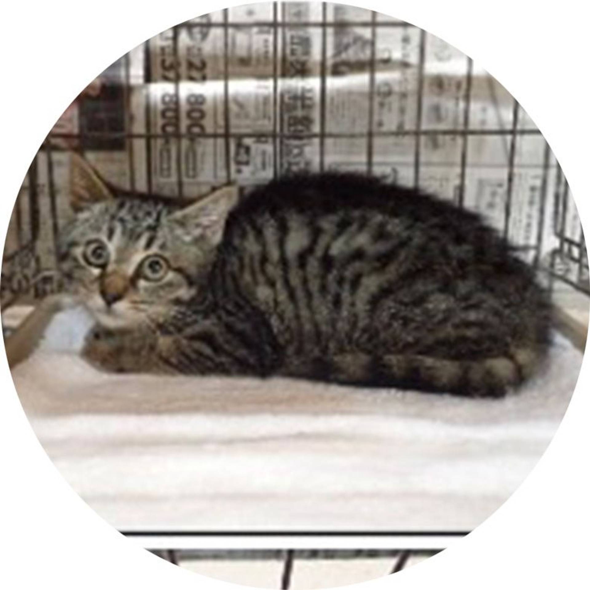 雑種（ミックス猫）・メスの里親募集の写真