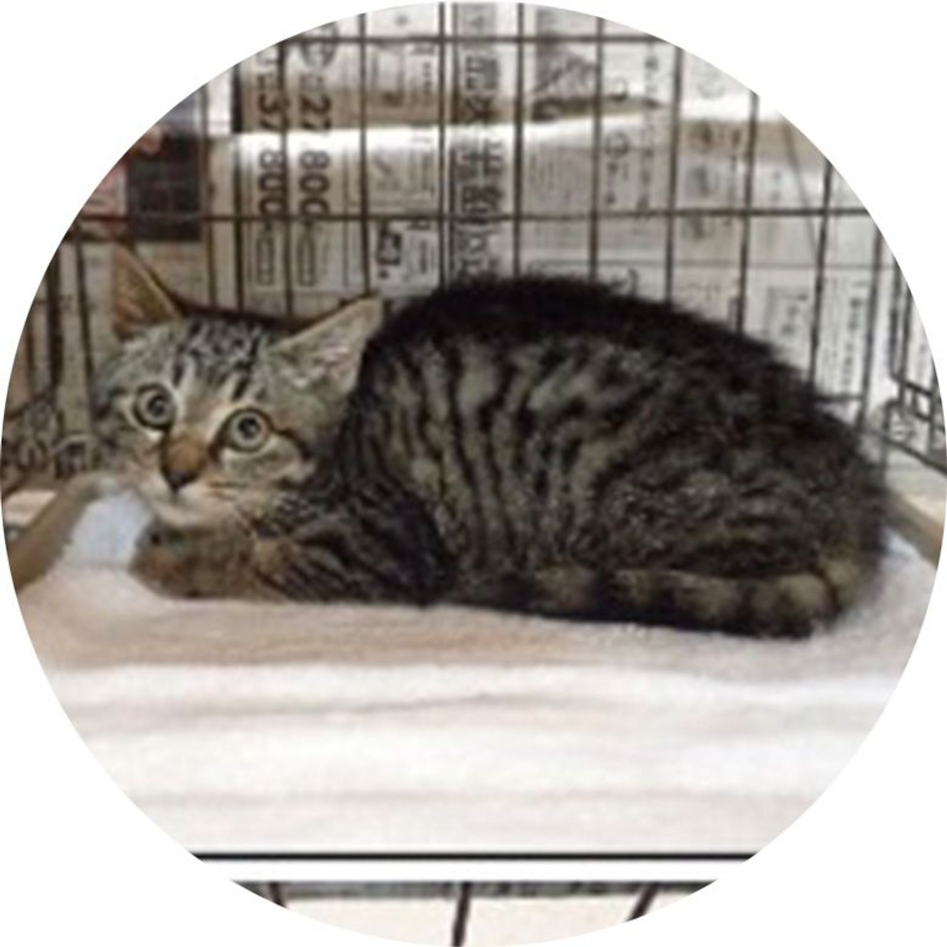 雑種（ミックス猫）・メスの里親募集の写真