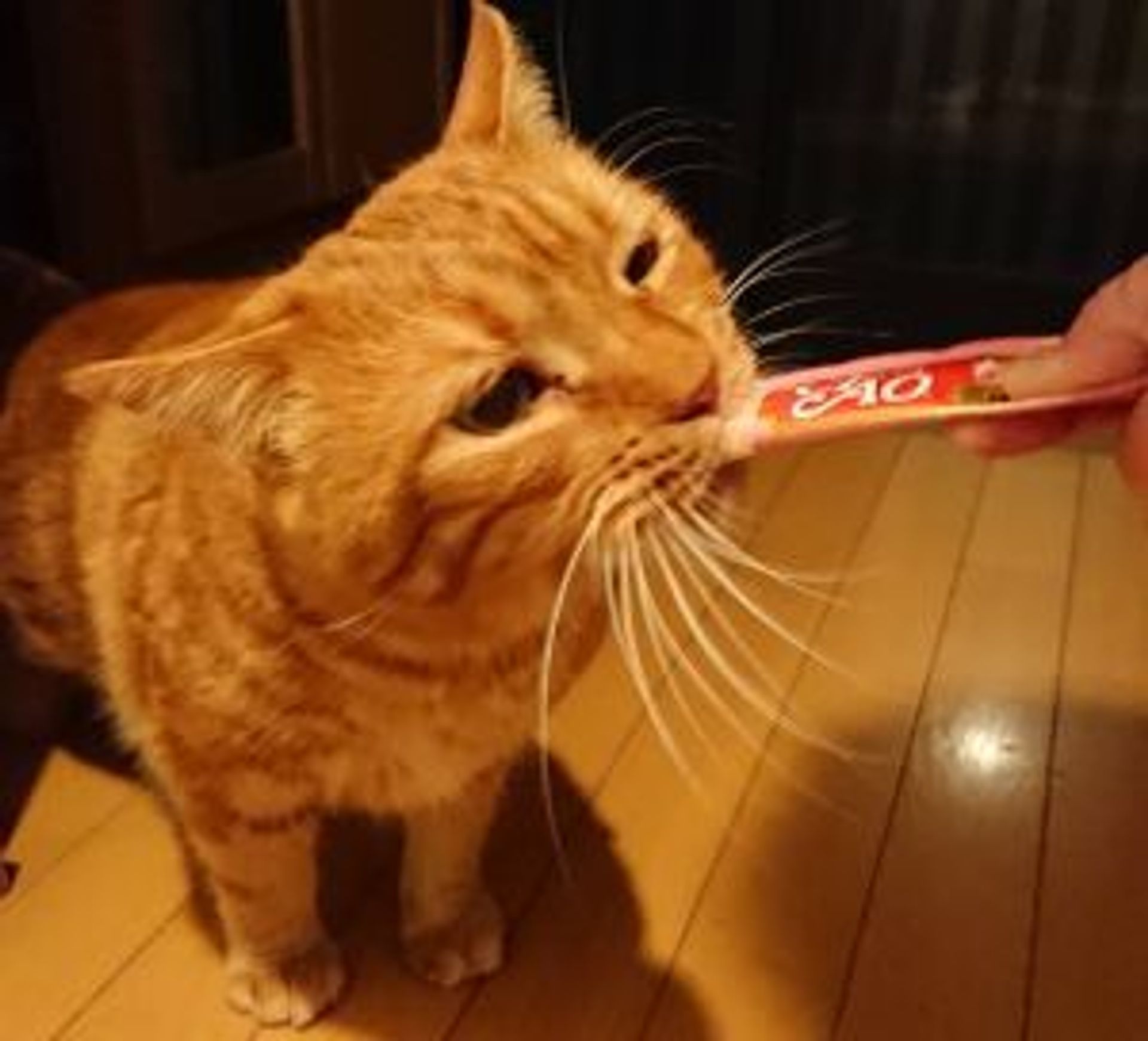 雑種（ミックス猫）・オスの里親募集の写真