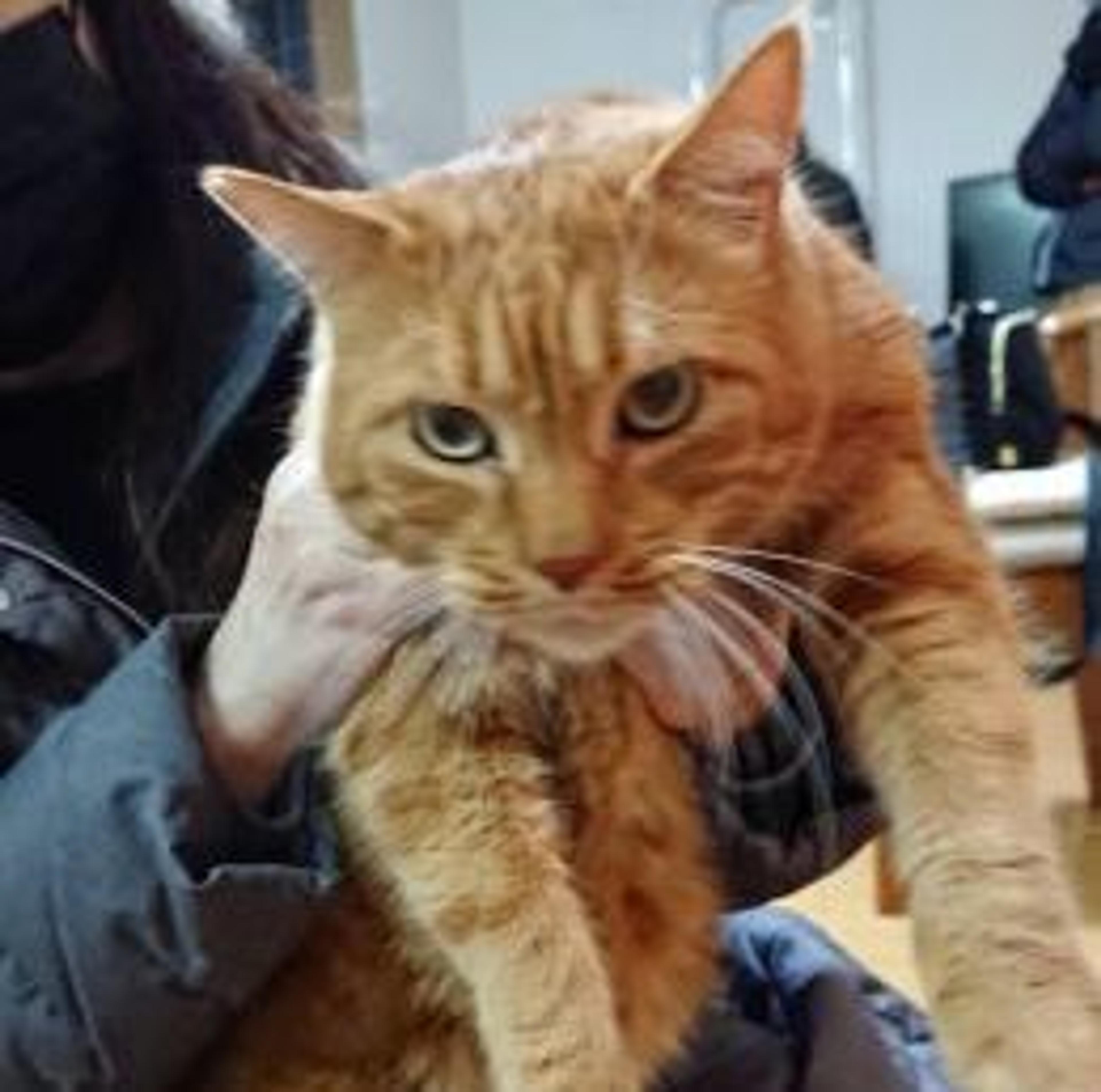 pet-image-2