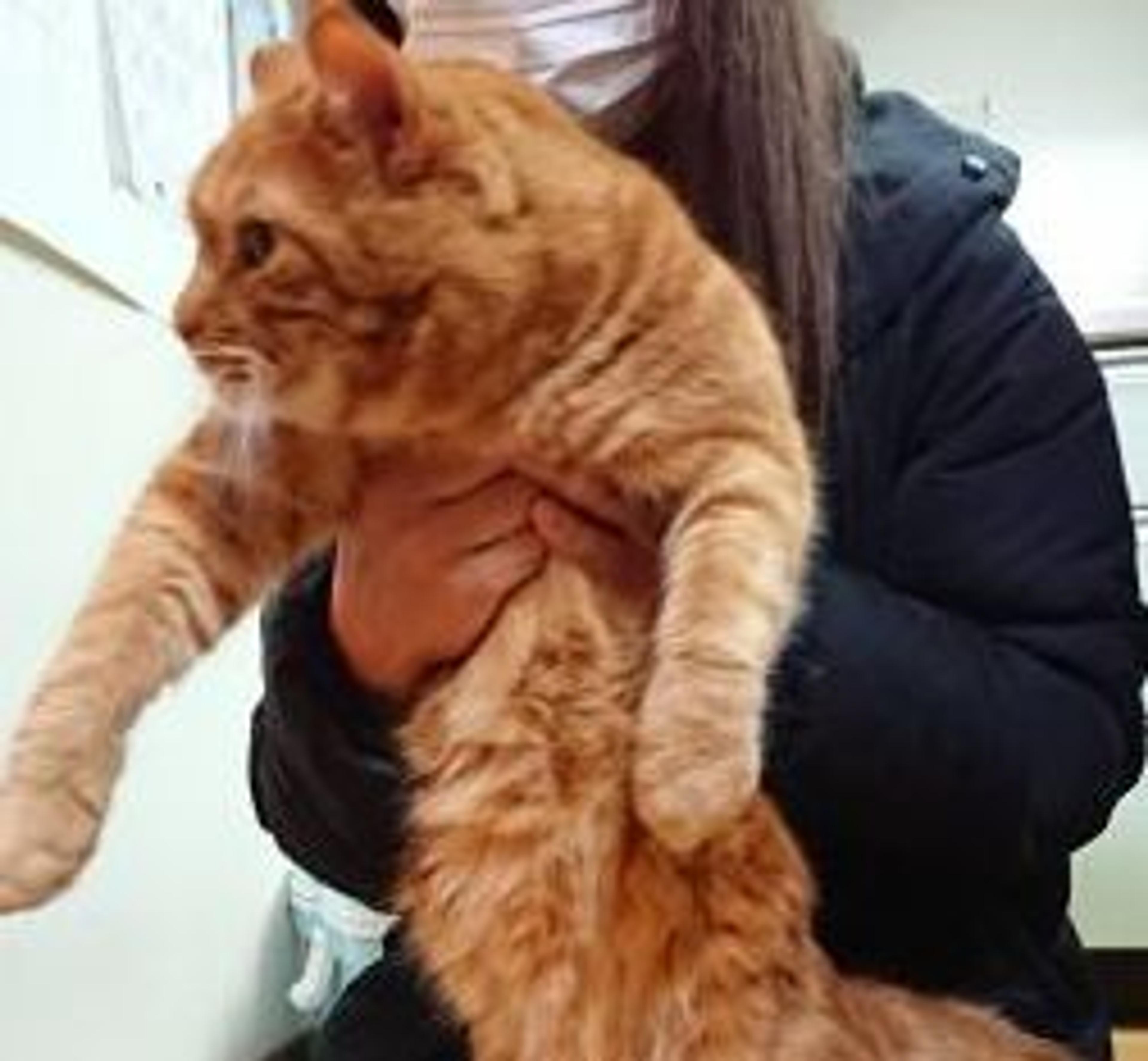 pet-image-3