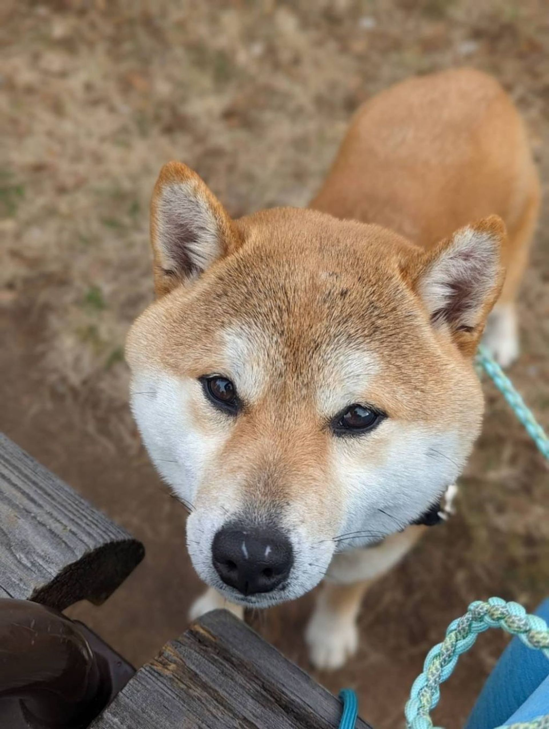 柴犬・メスの里親募集の写真