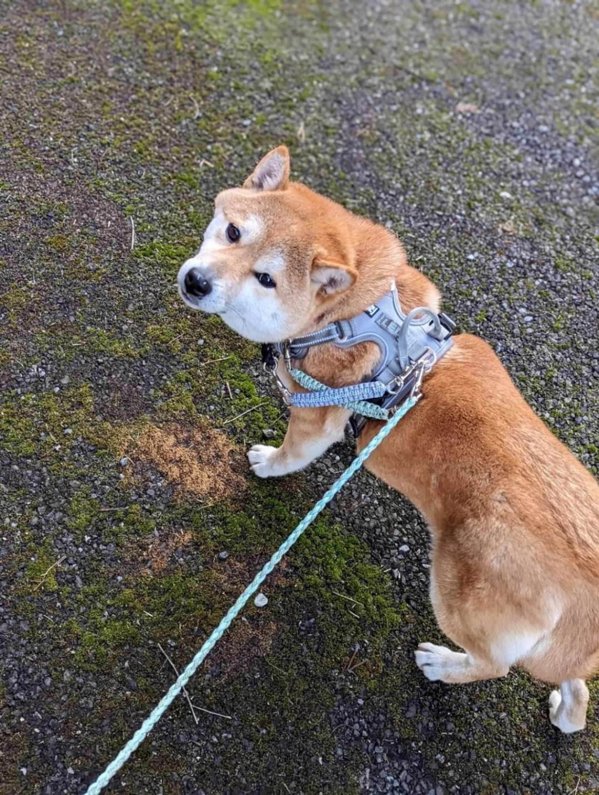 pet-image-4