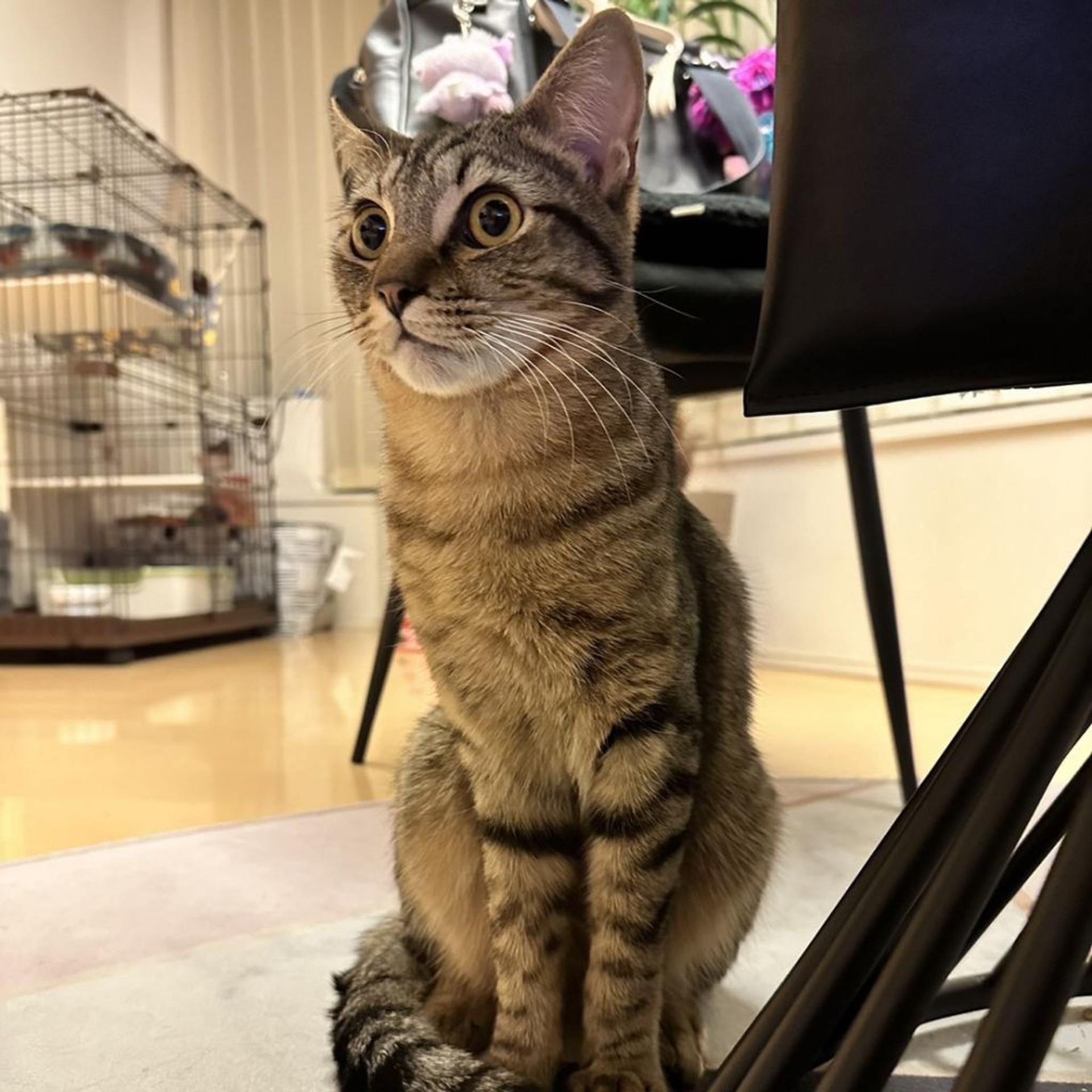 pet-image-3