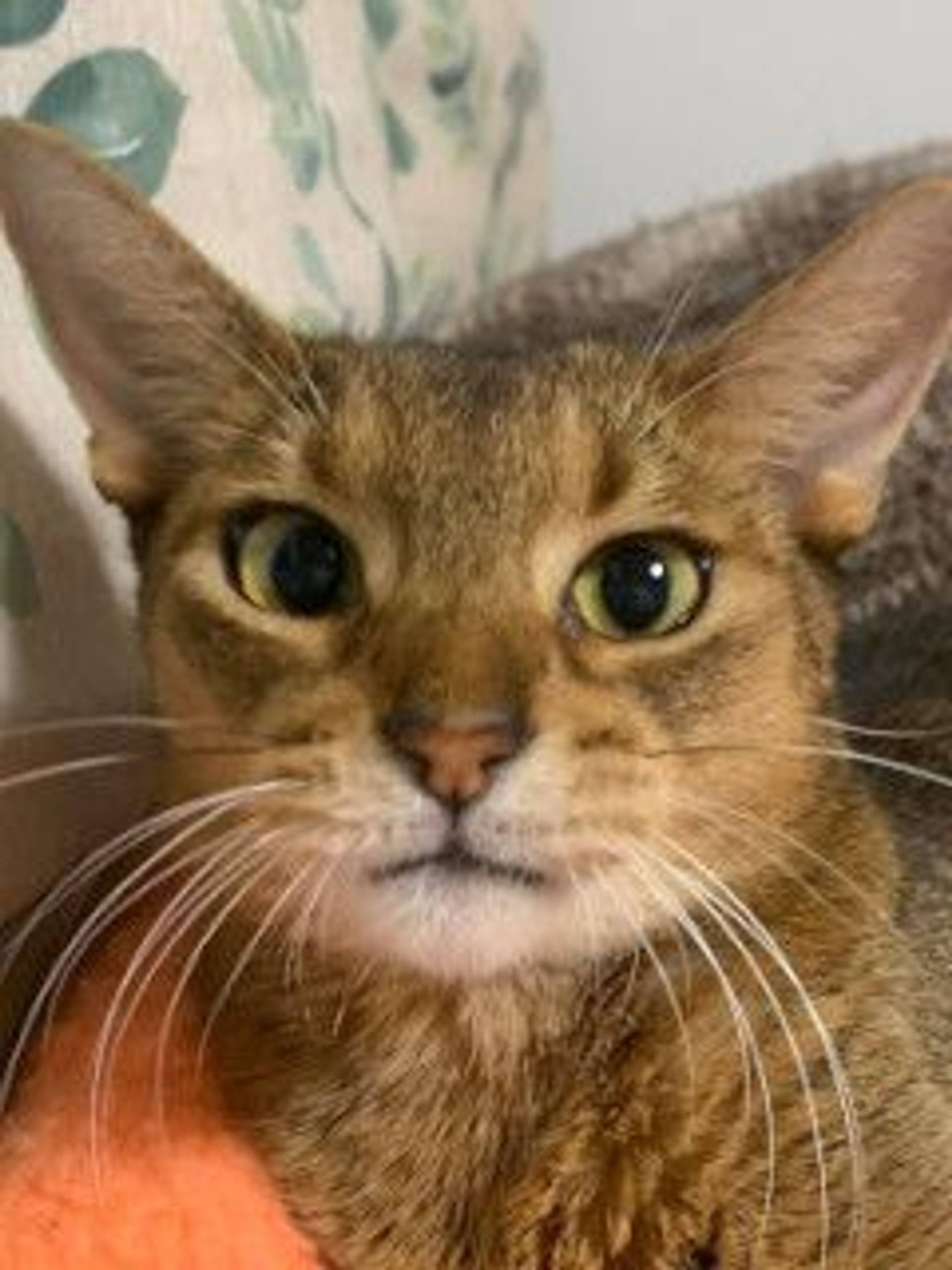雑種（ミックス猫）・オスの里親募集の写真