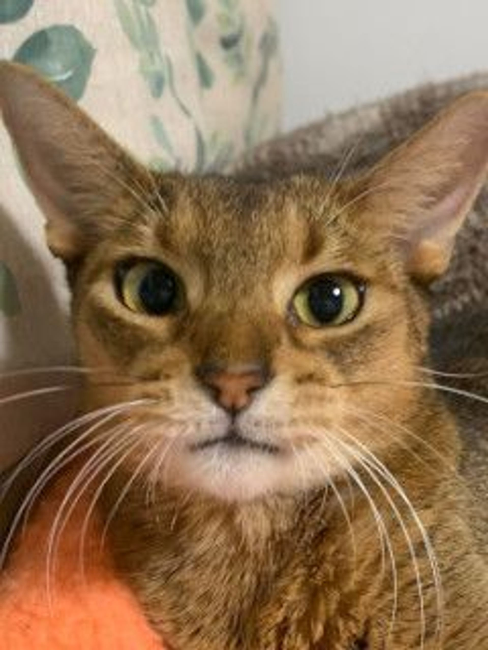 雑種（ミックス猫）・オスの里親募集の写真