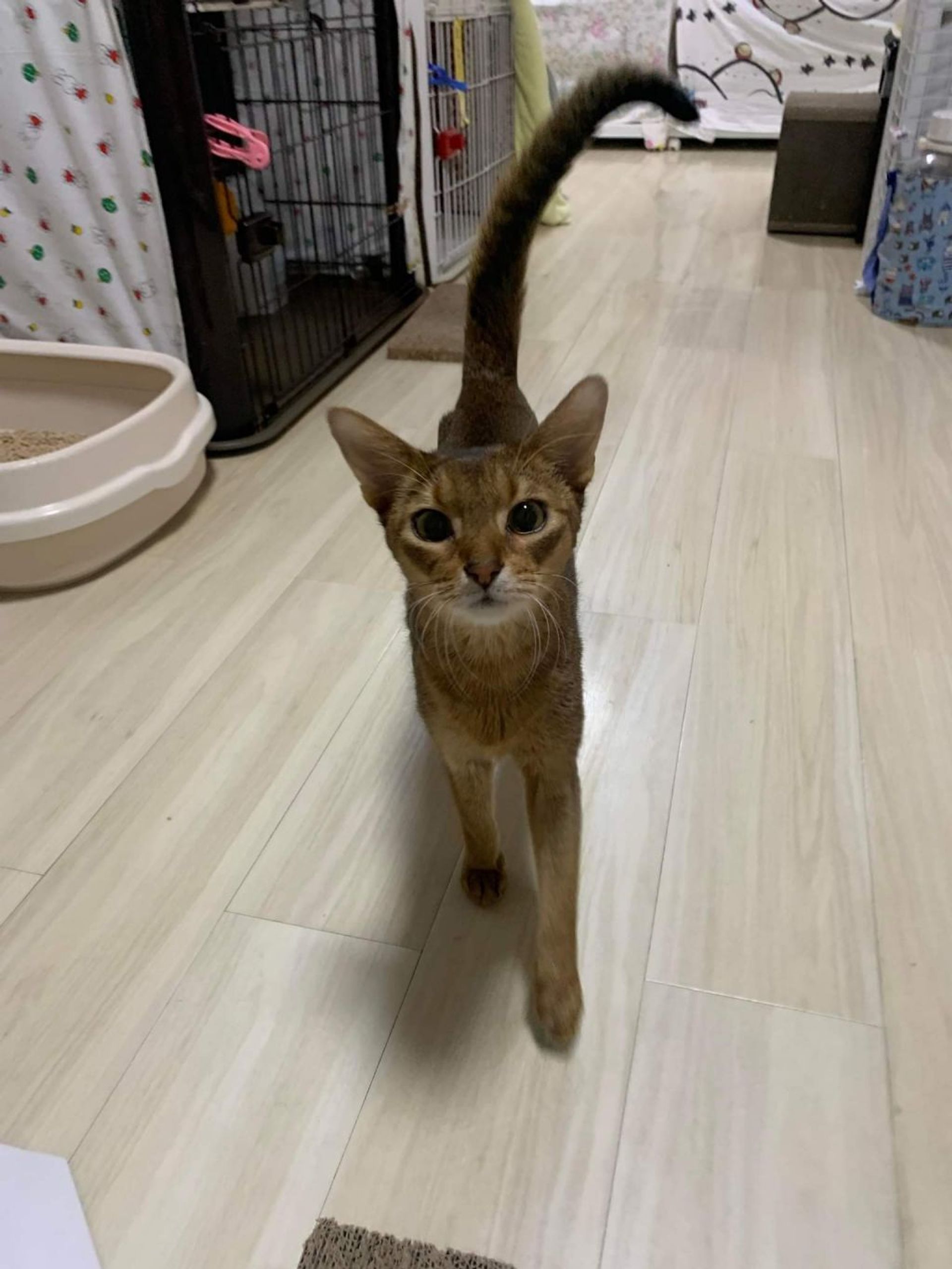 雑種（ミックス猫）・オスの里親募集の写真