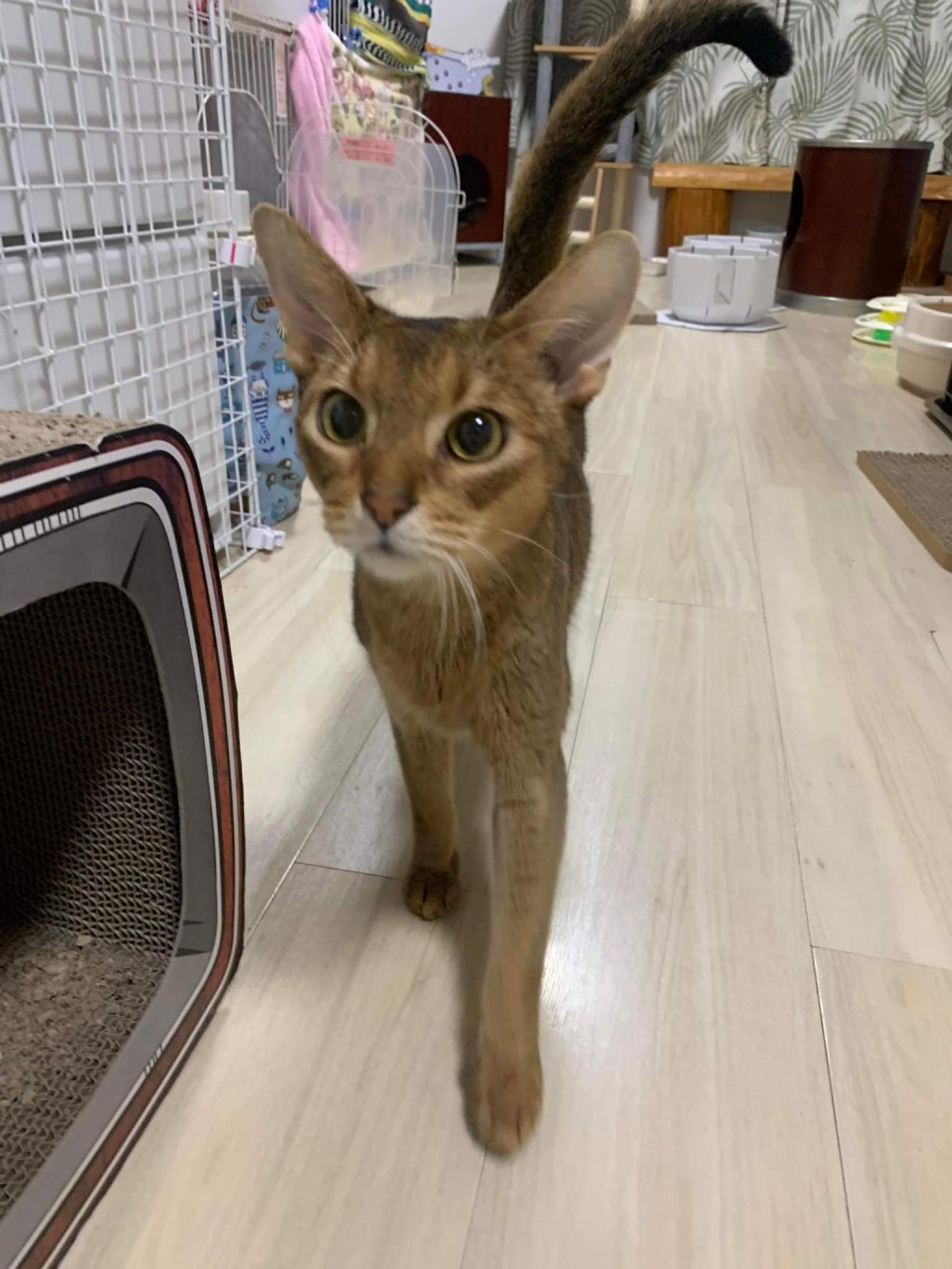 pet-image-5
