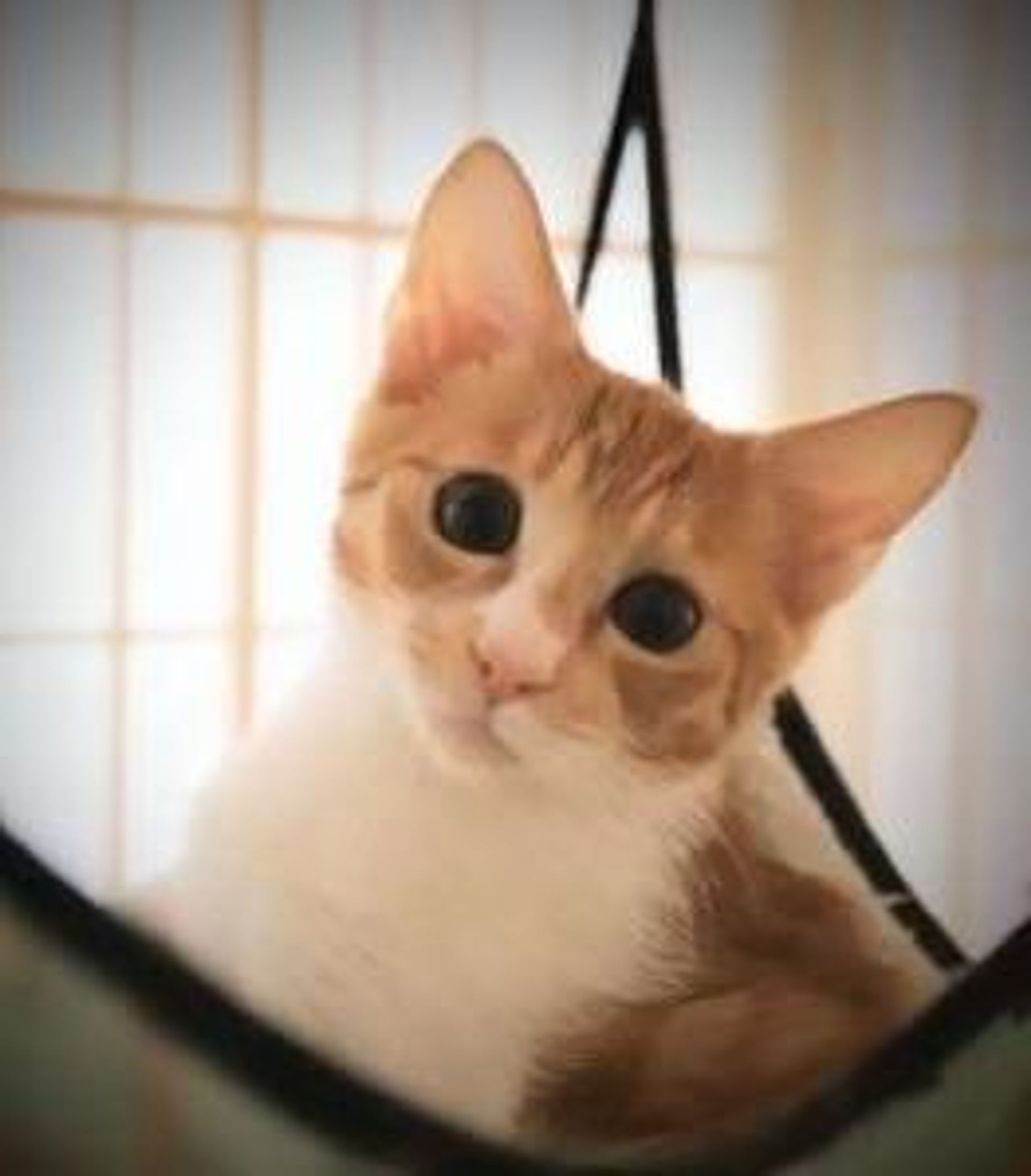 雑種（ミックス猫）・オスの里親募集の写真