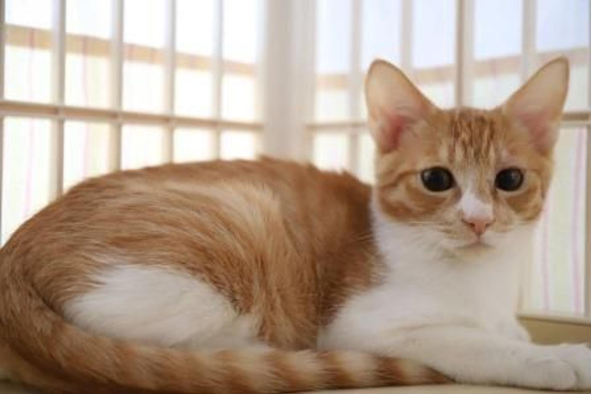 pet-image-2