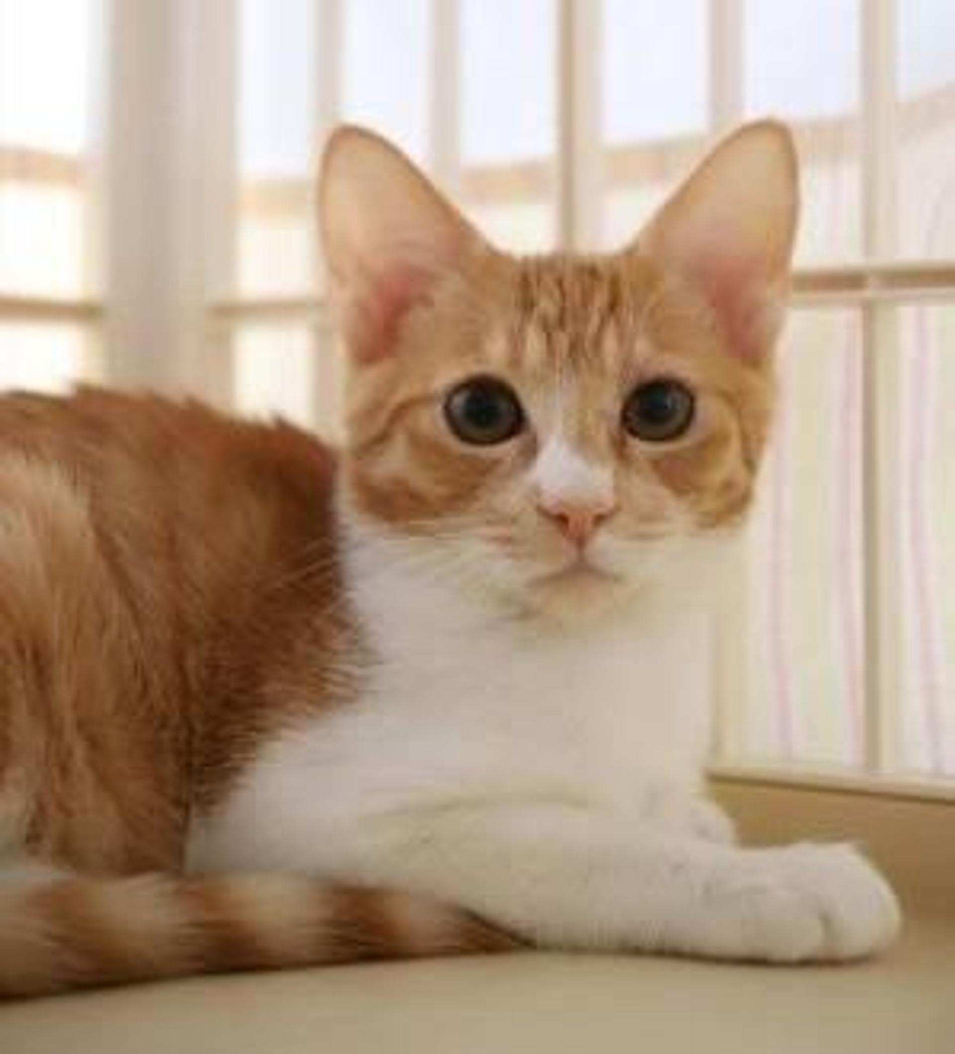 pet-image-4
