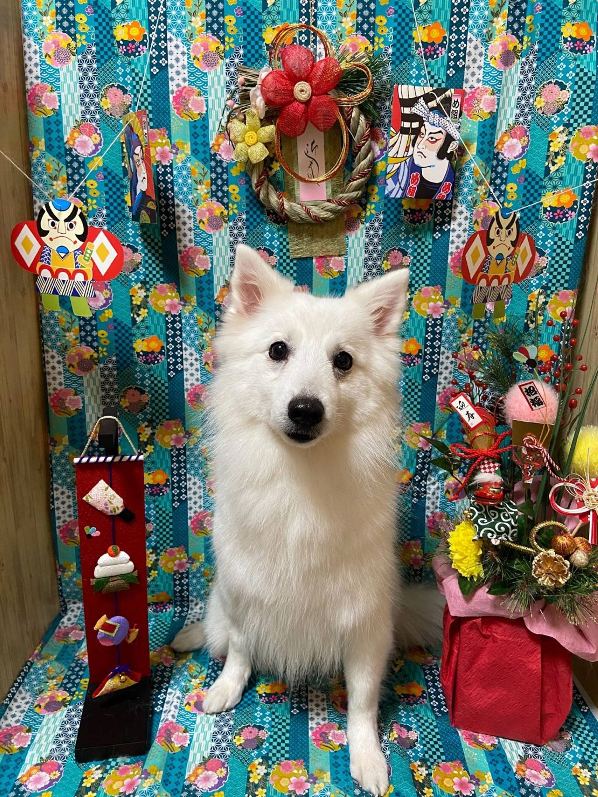 スピッツ・メスの里親募集の写真