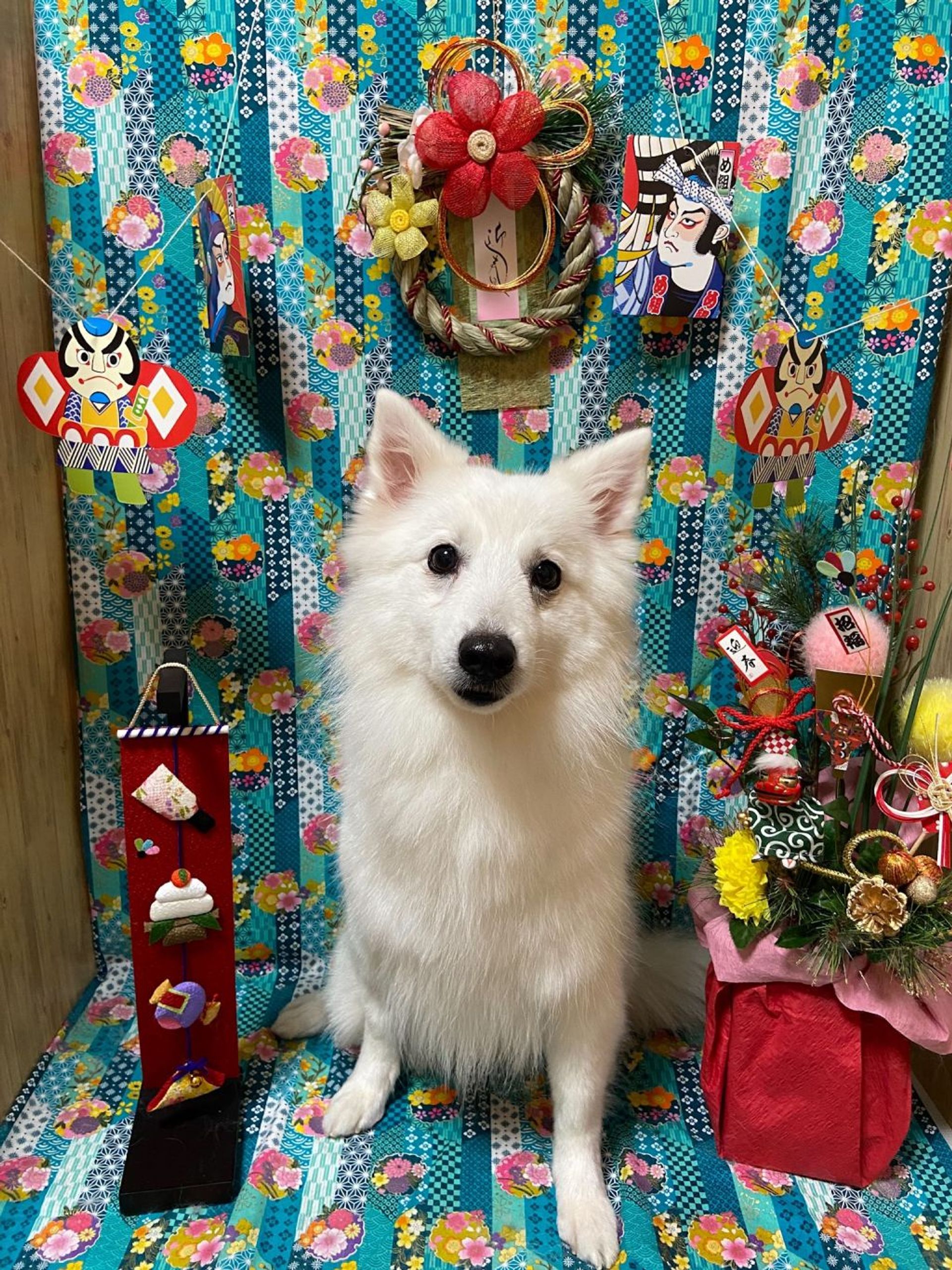 スピッツ・メスの里親募集の写真