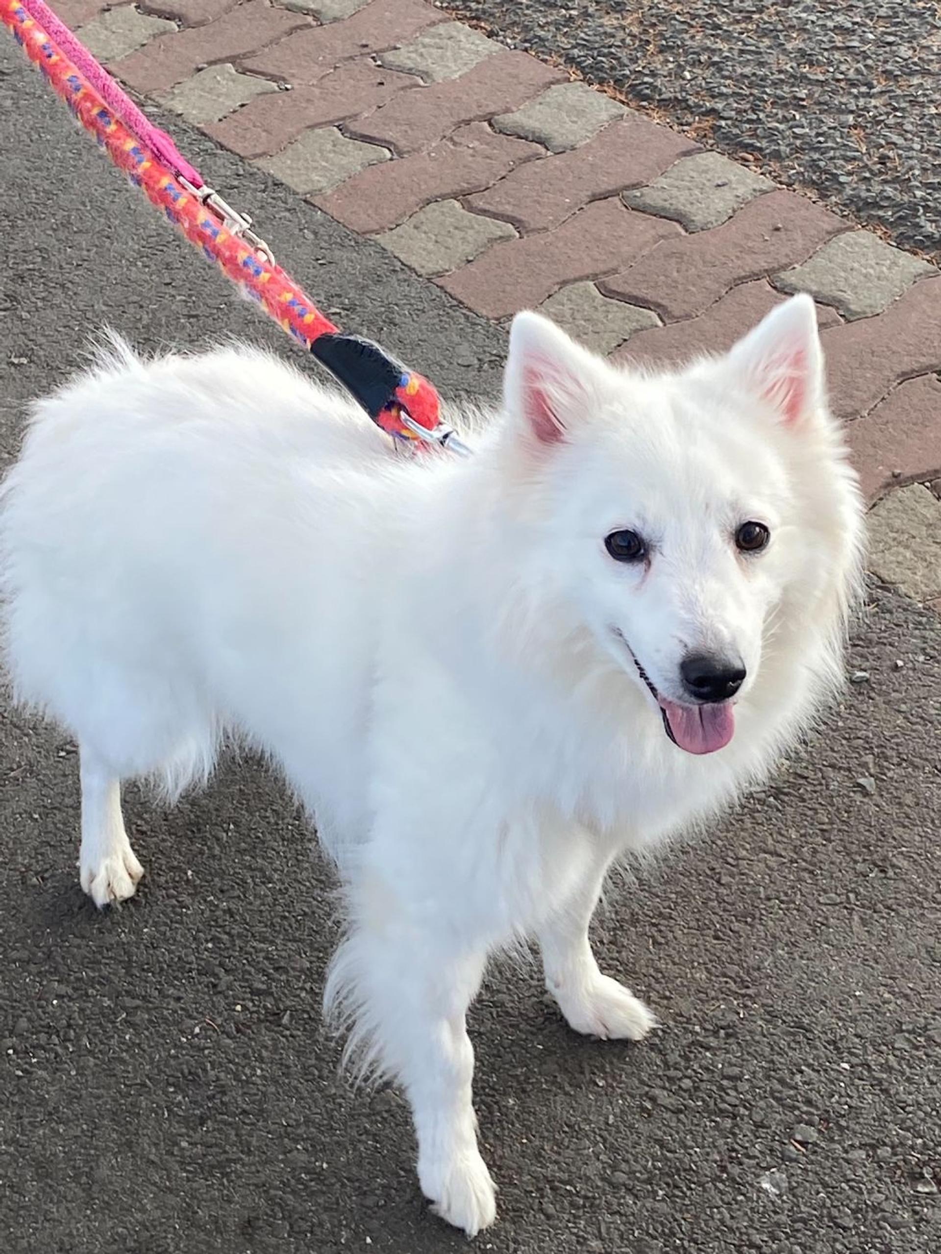 pet-image-2
