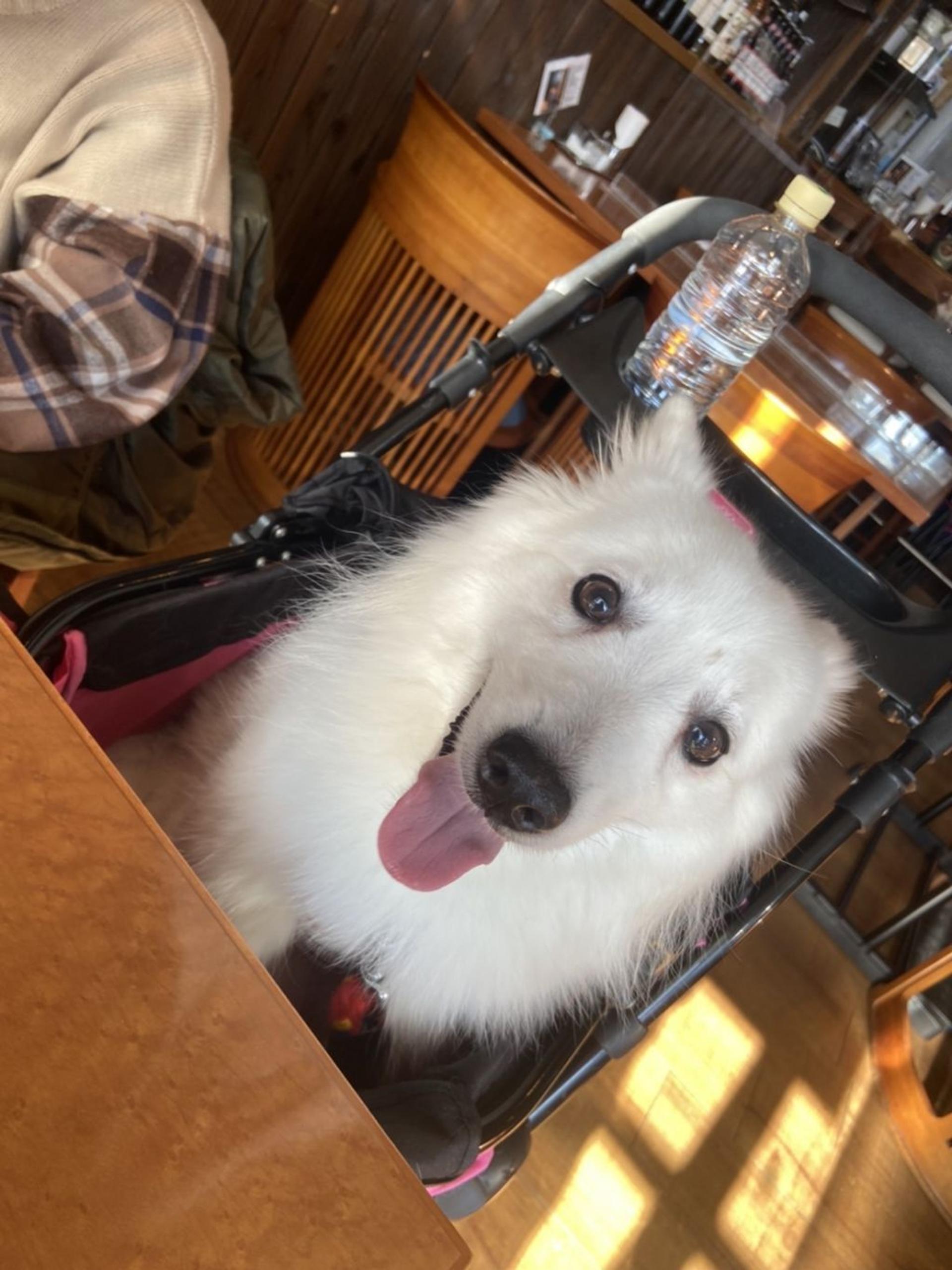 pet-image-3