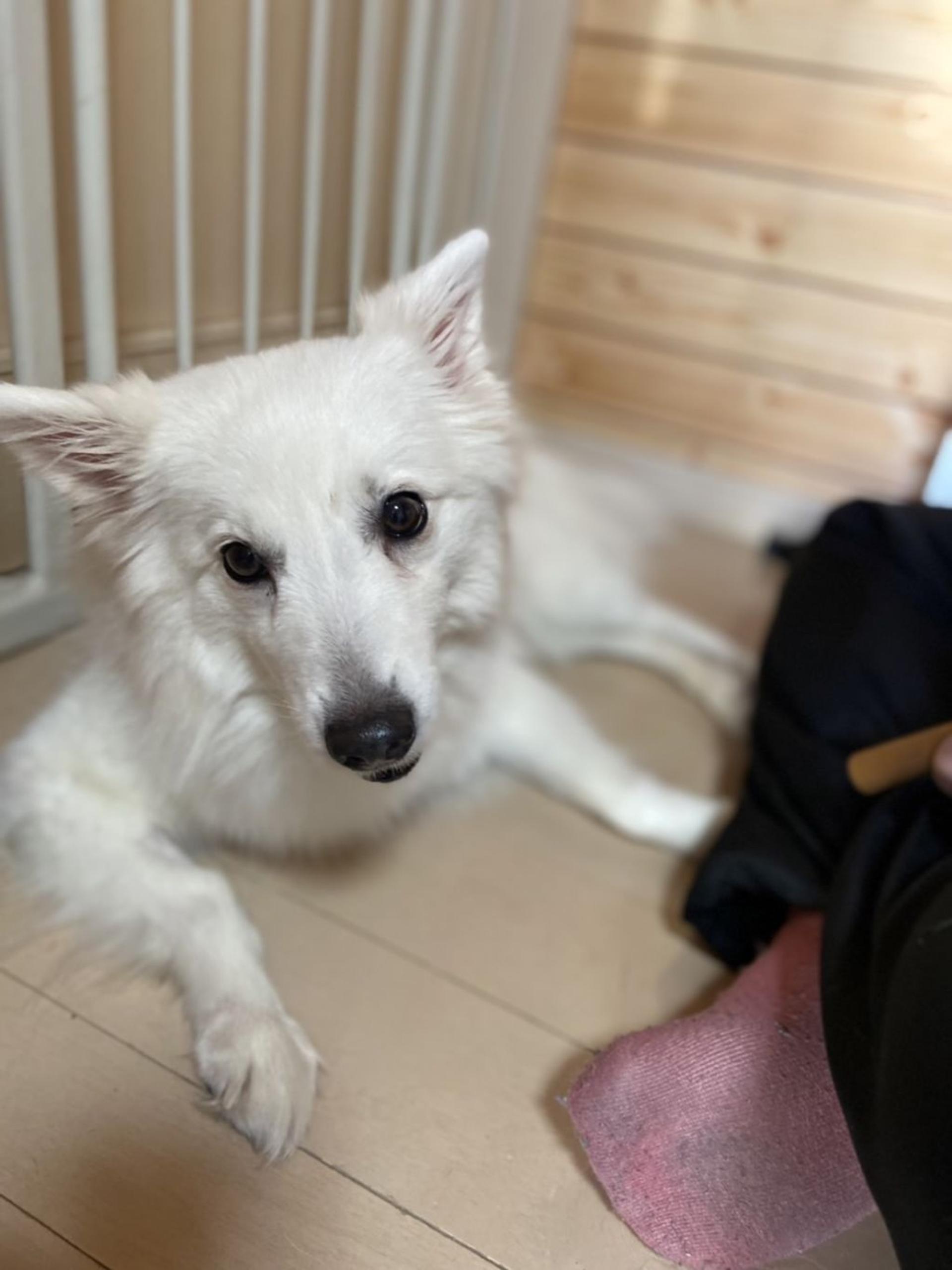 pet-image-5