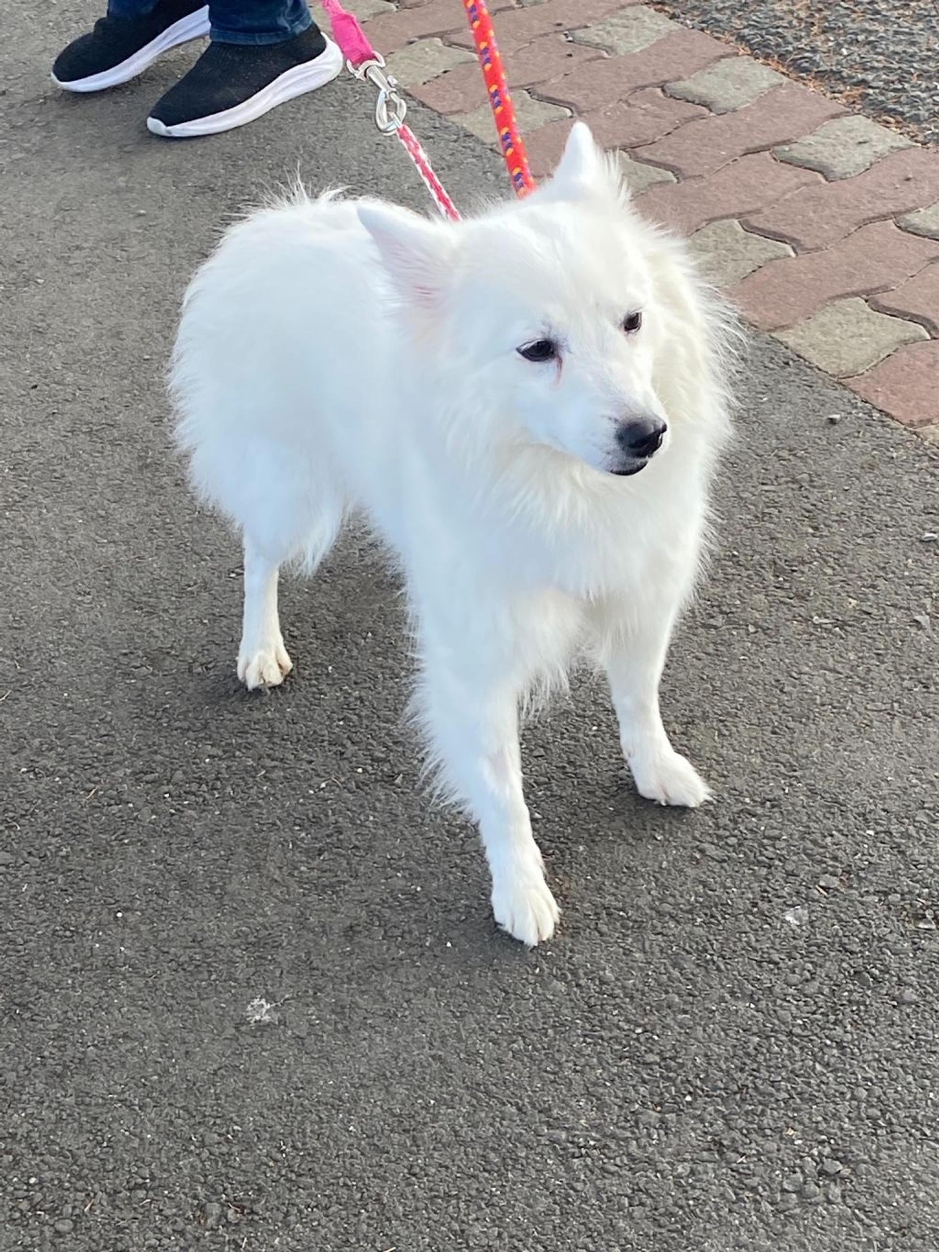 pet-image-8