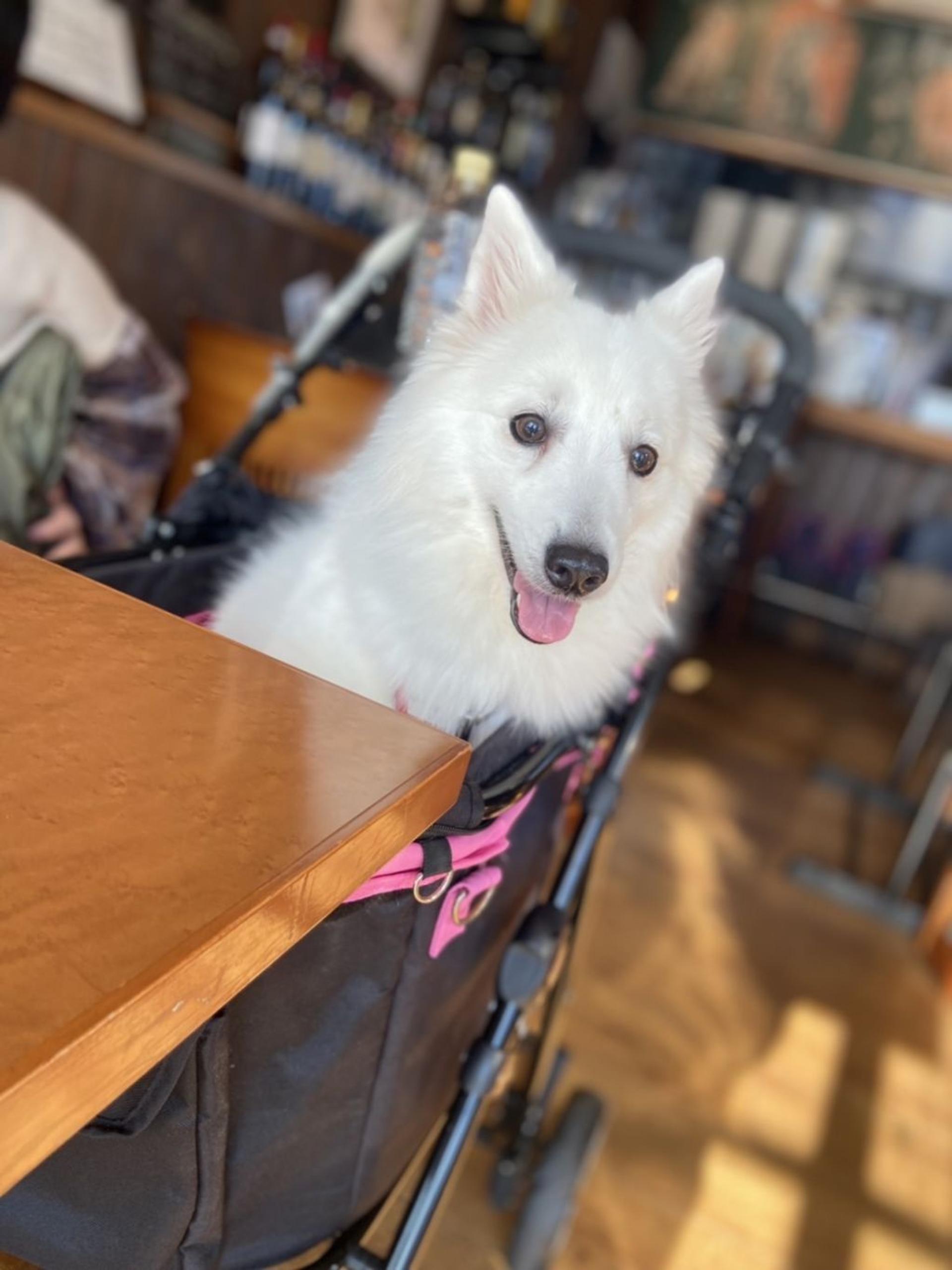 pet-image-9