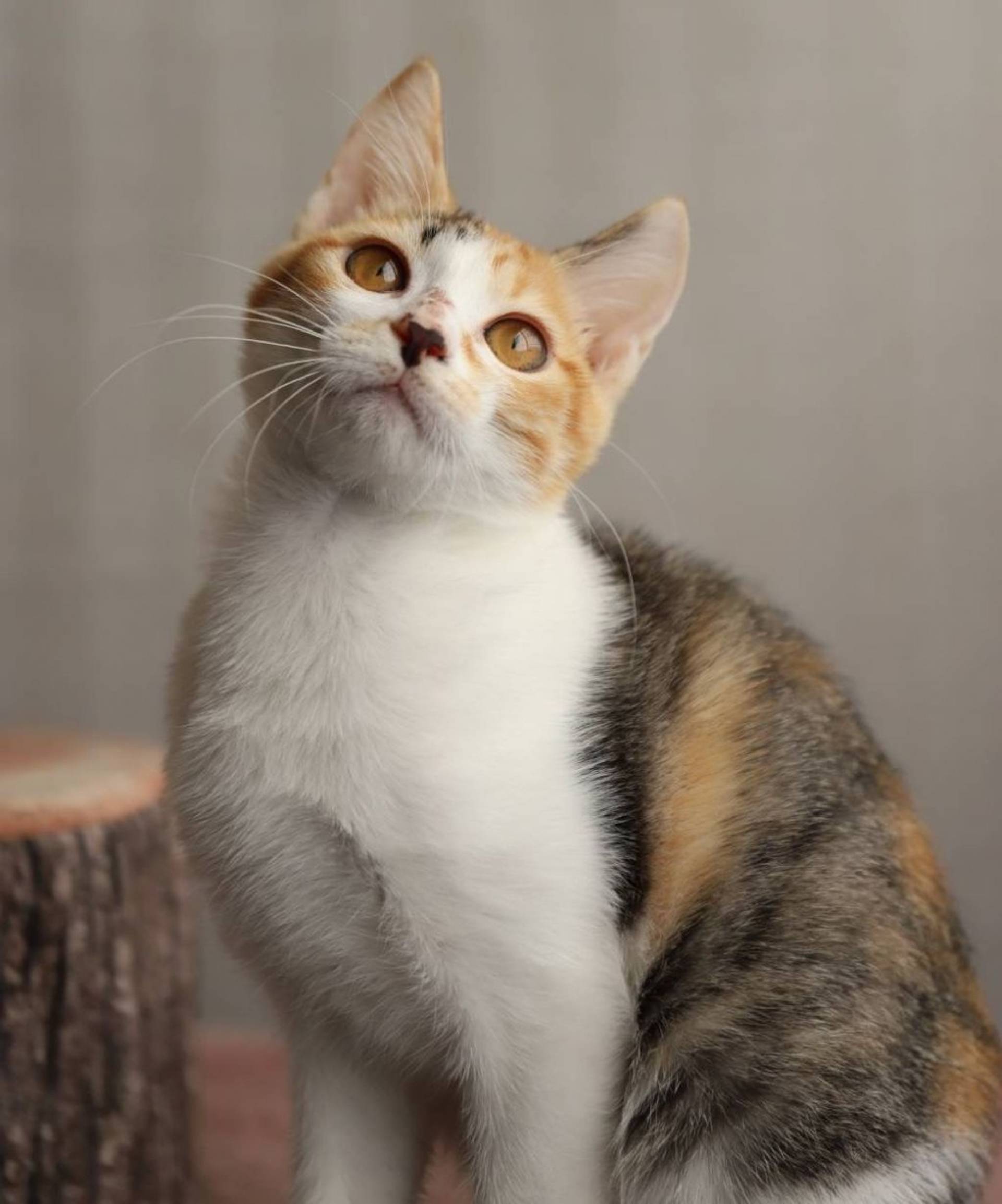 雑種（ミックス猫）・メスの里親募集の写真