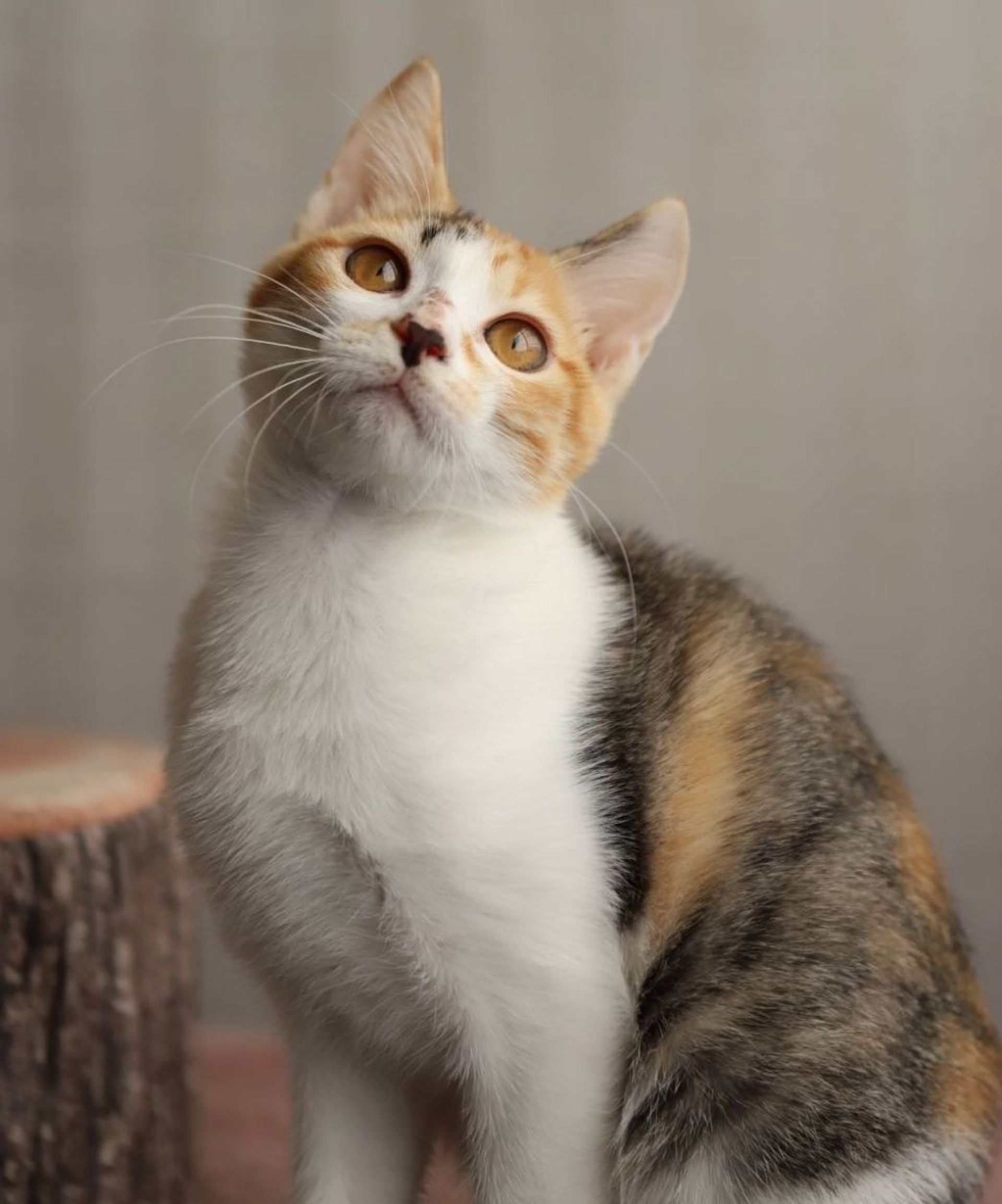 雑種（ミックス猫）・メスの里親募集の写真