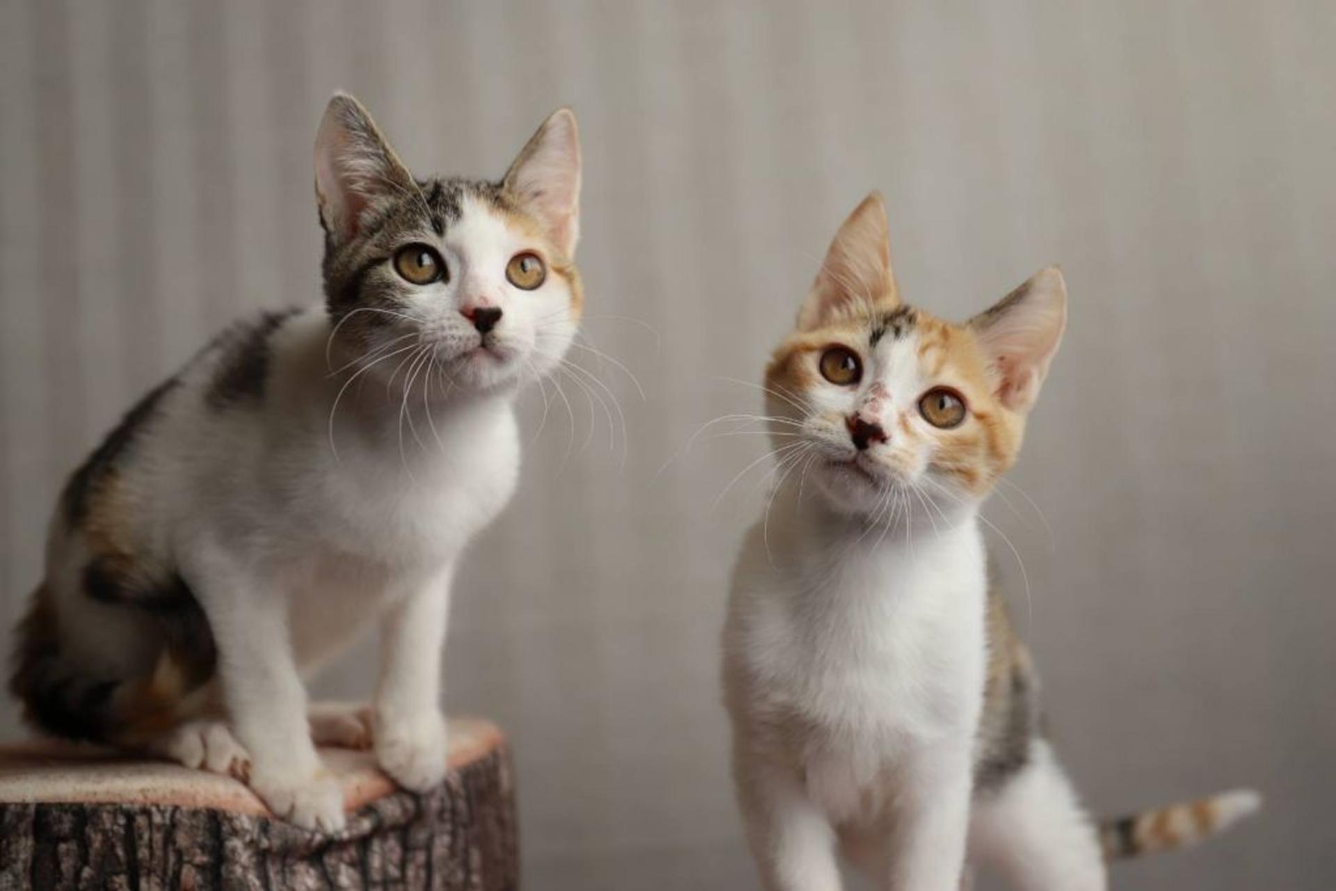 pet-image-4
