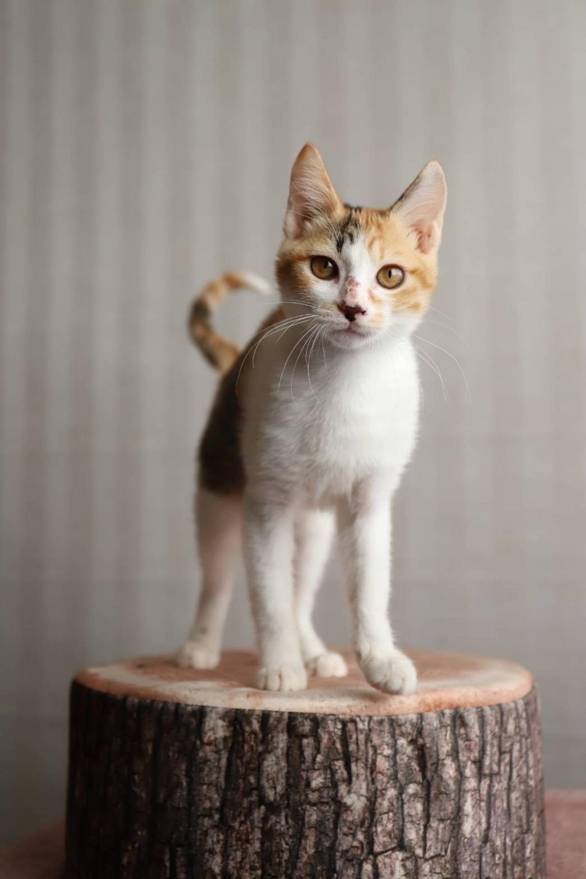 pet-image-5