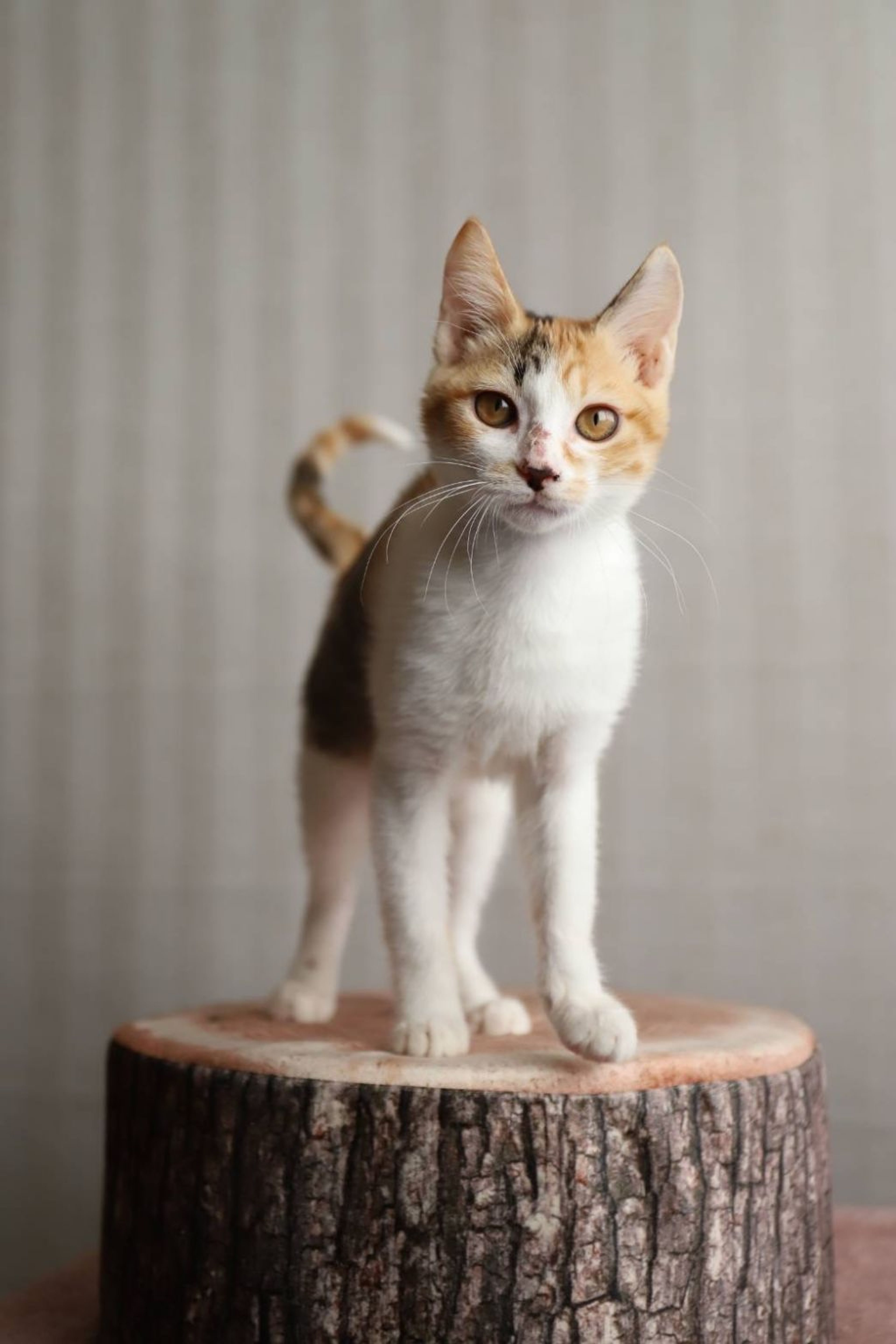 pet-image-5