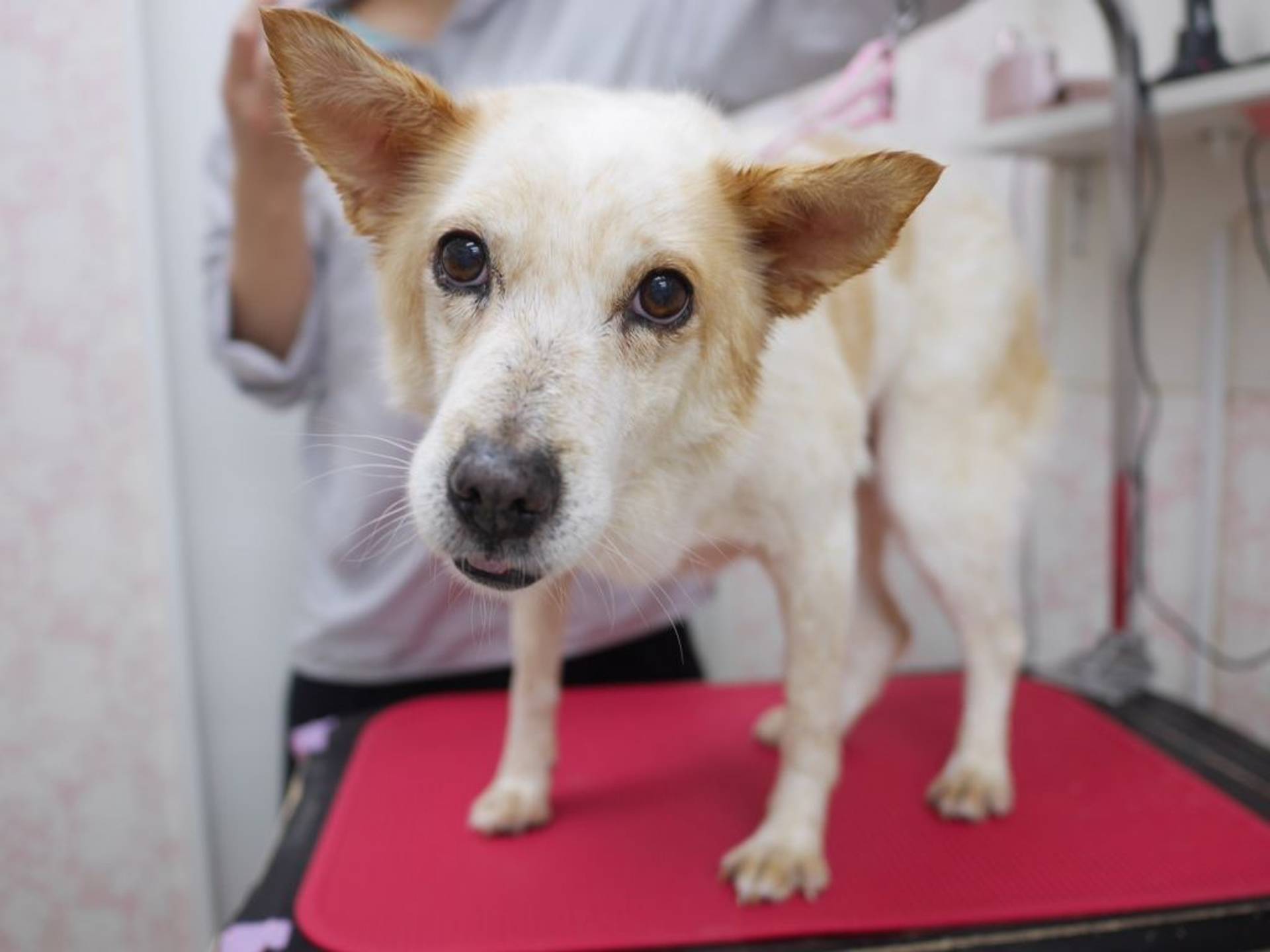 雑種（ミックス犬）・メスの里親募集の写真