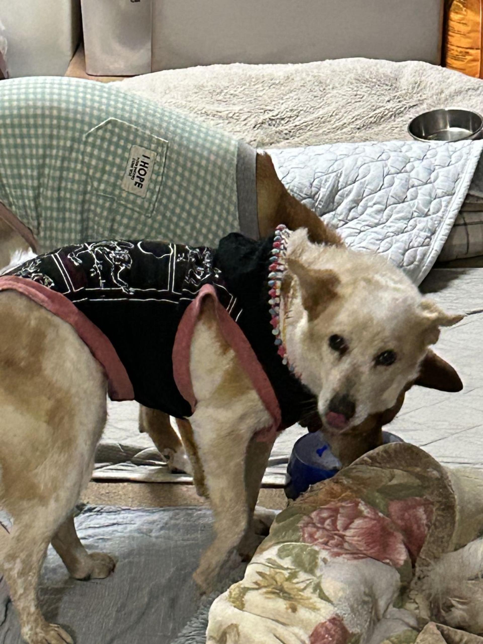 pet-image-6