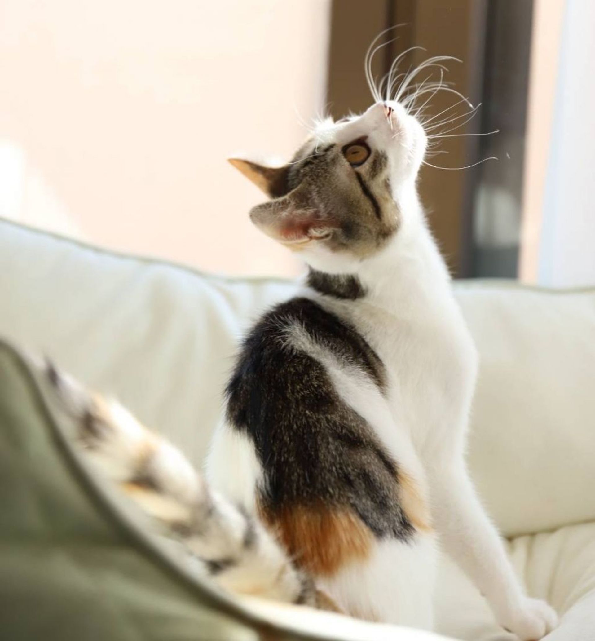雑種（ミックス猫）・メスの里親募集の写真