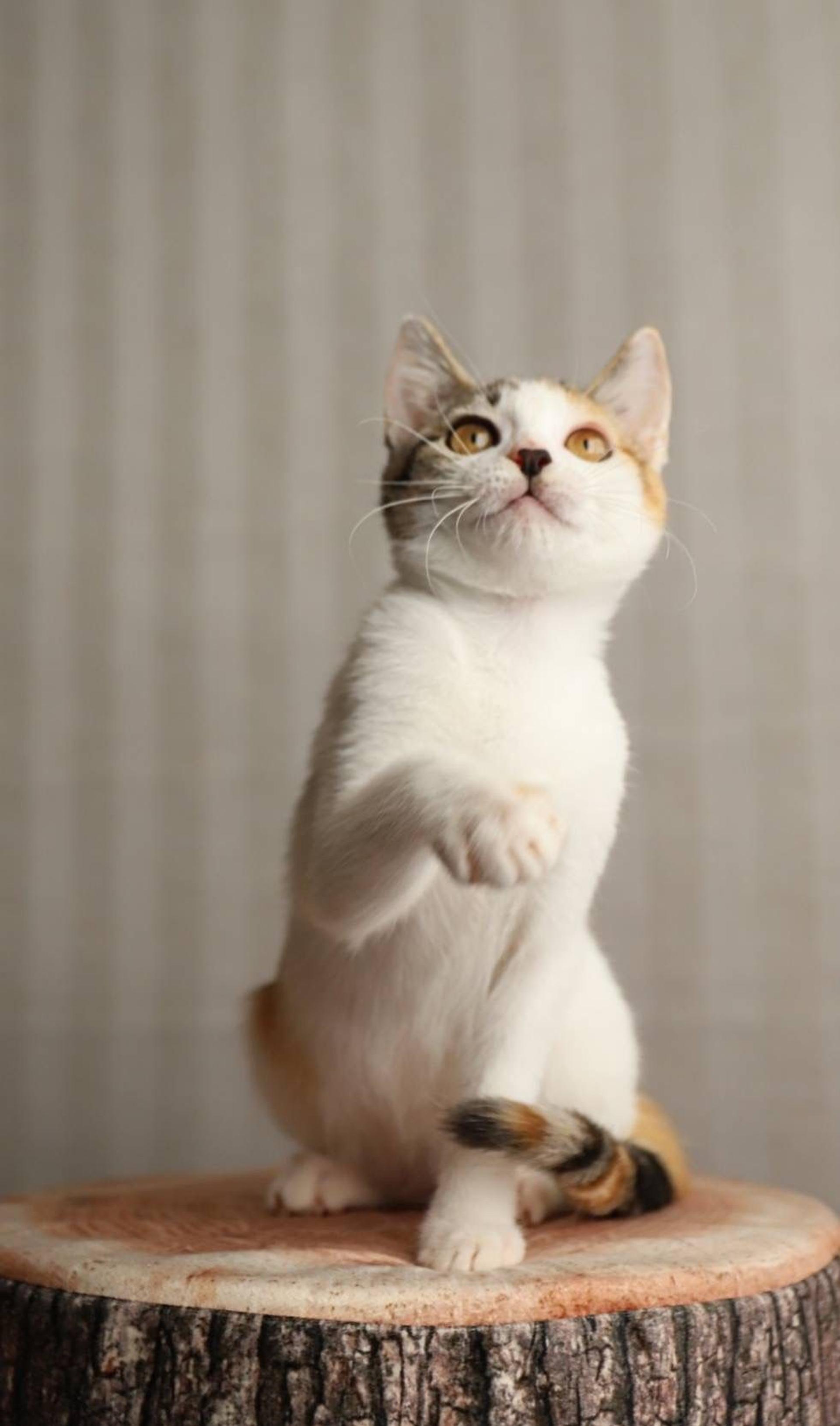 pet-image-4