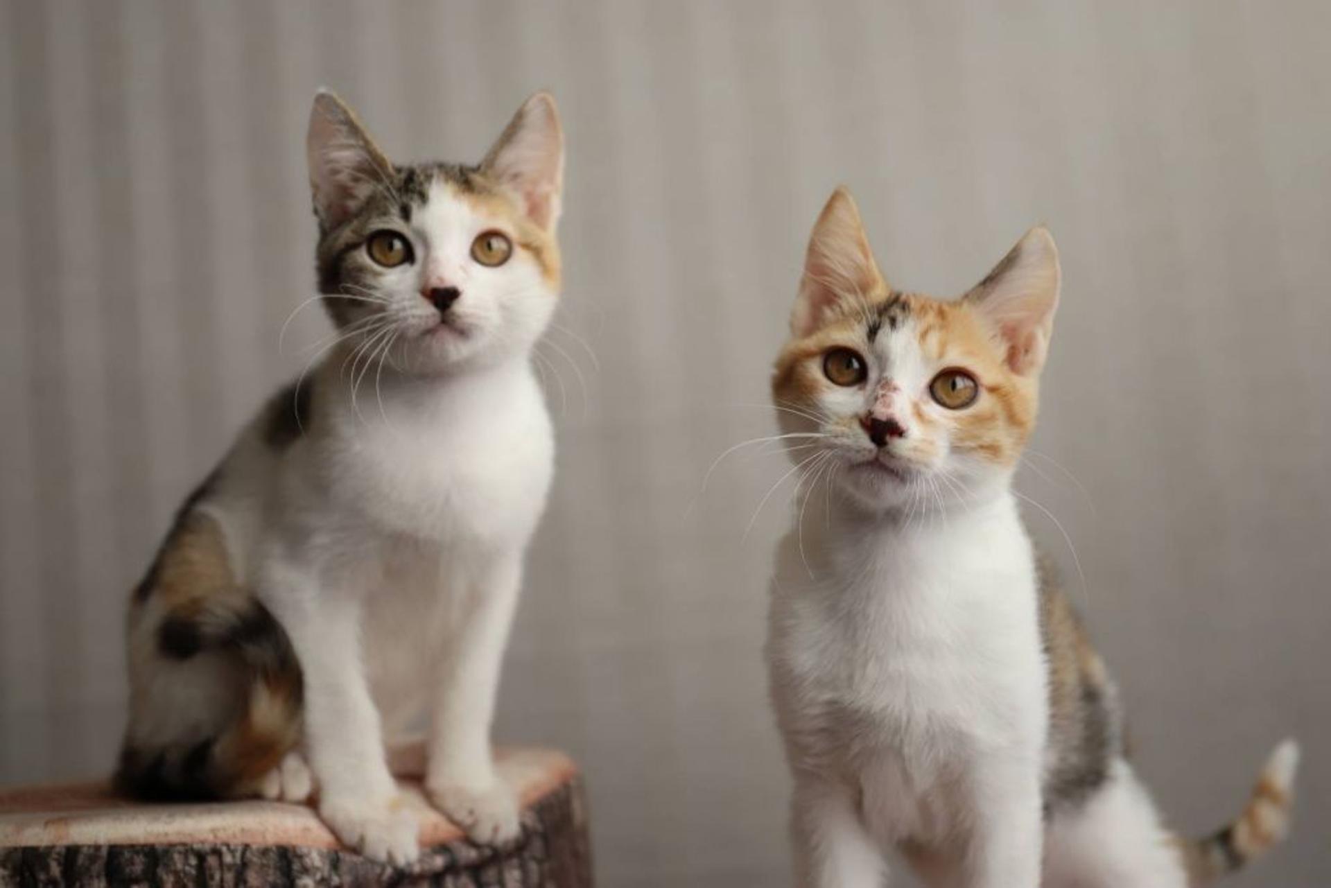 pet-image-5