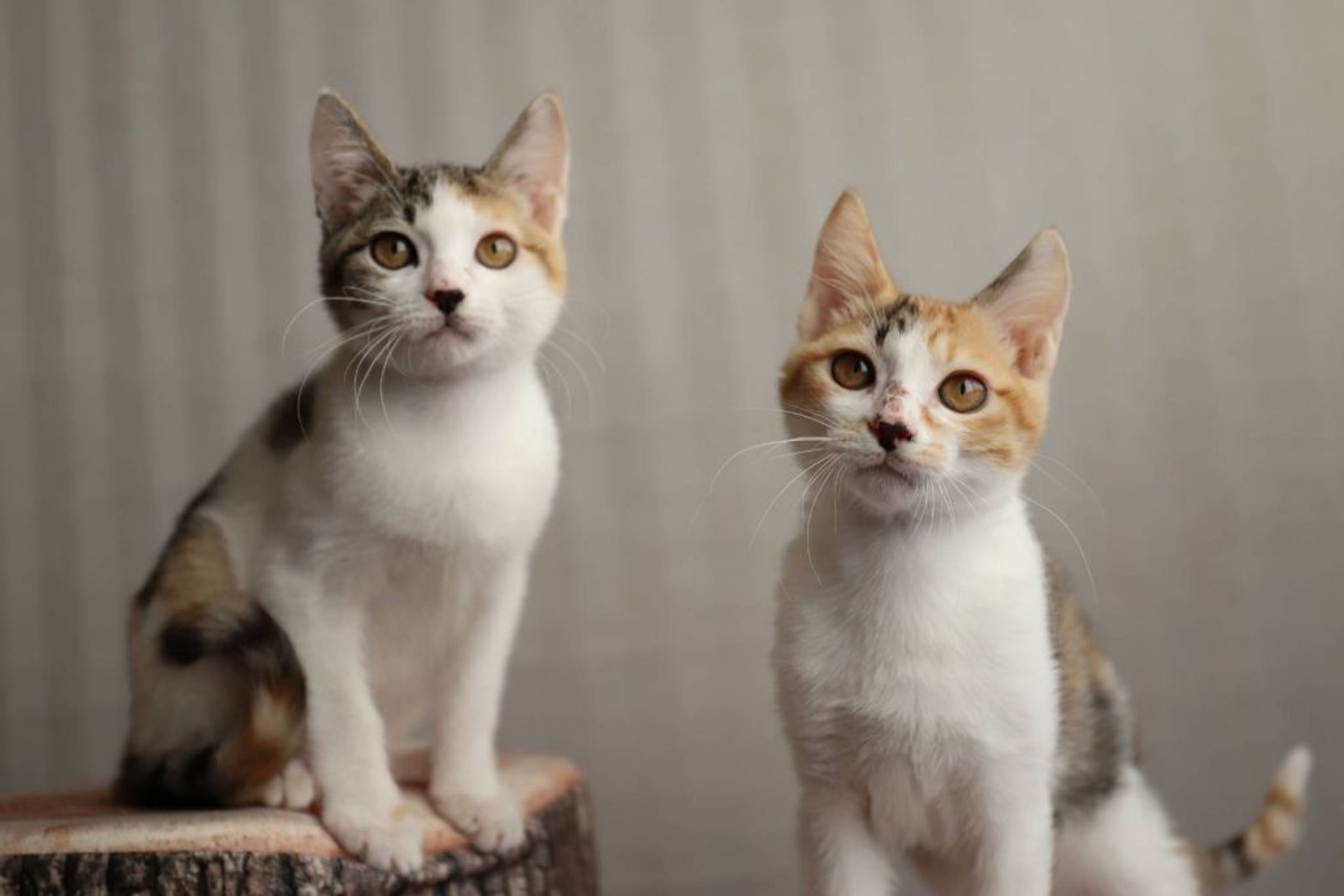 pet-image-5