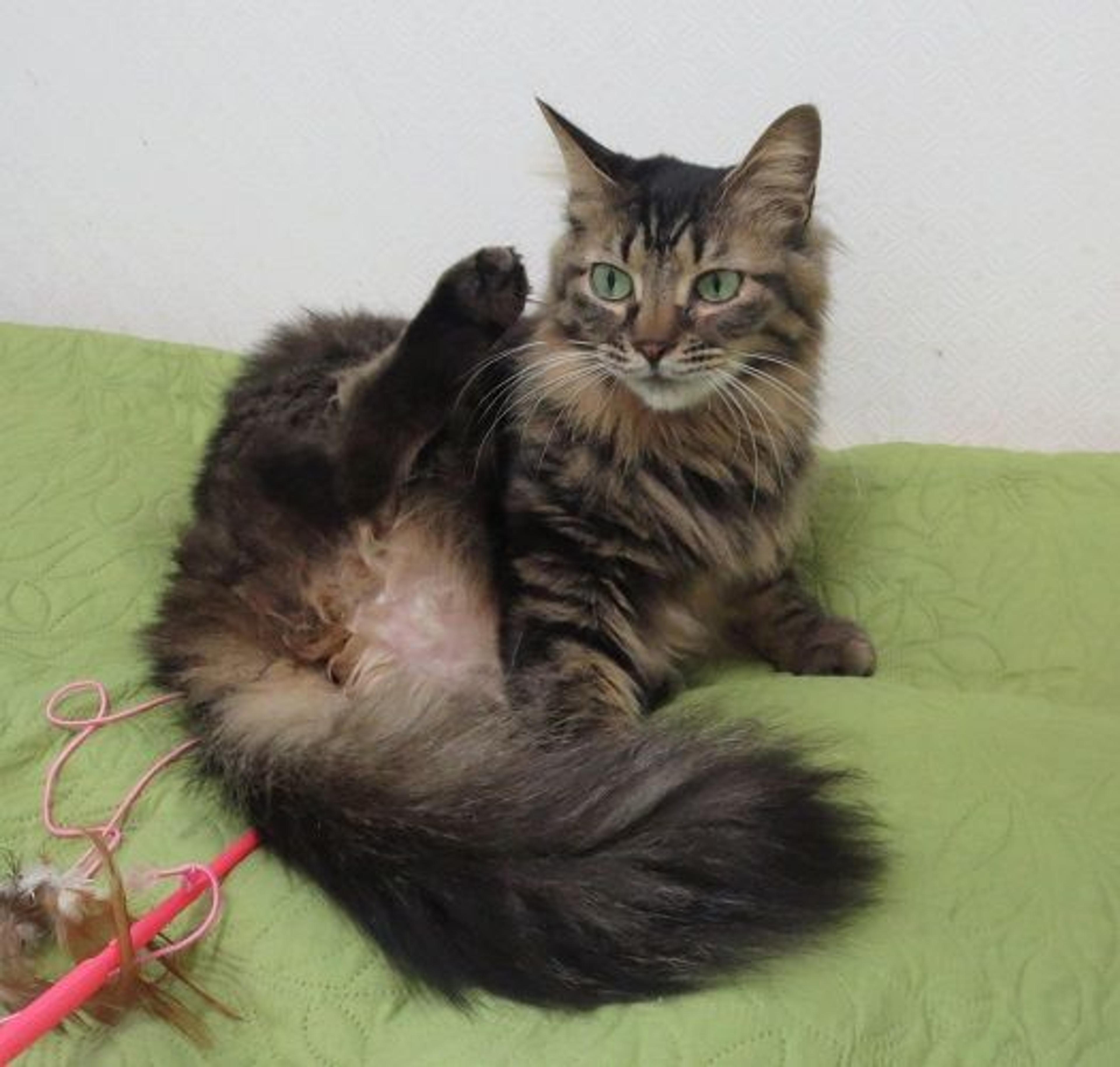 pet-image-2
