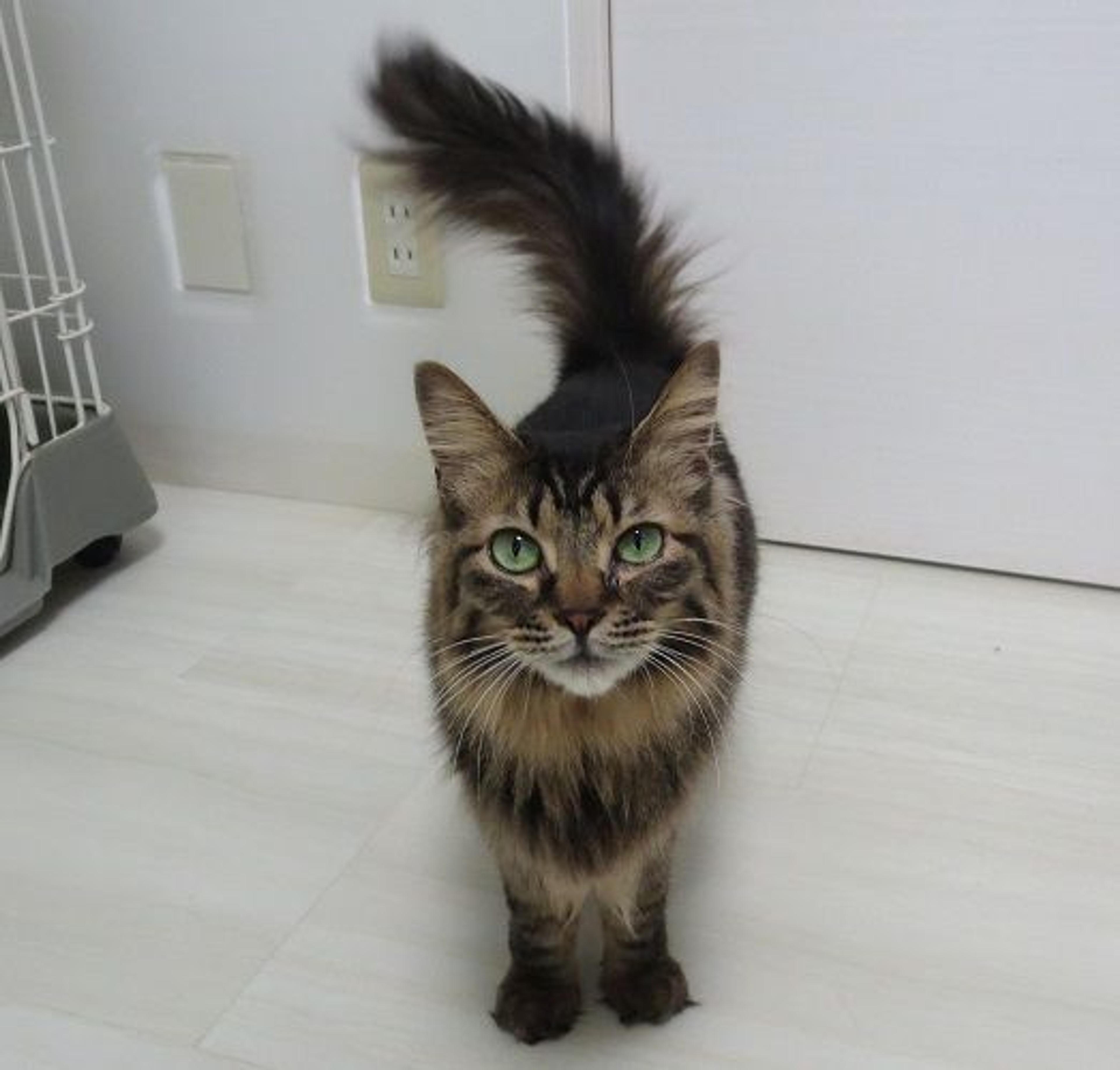 pet-image-3