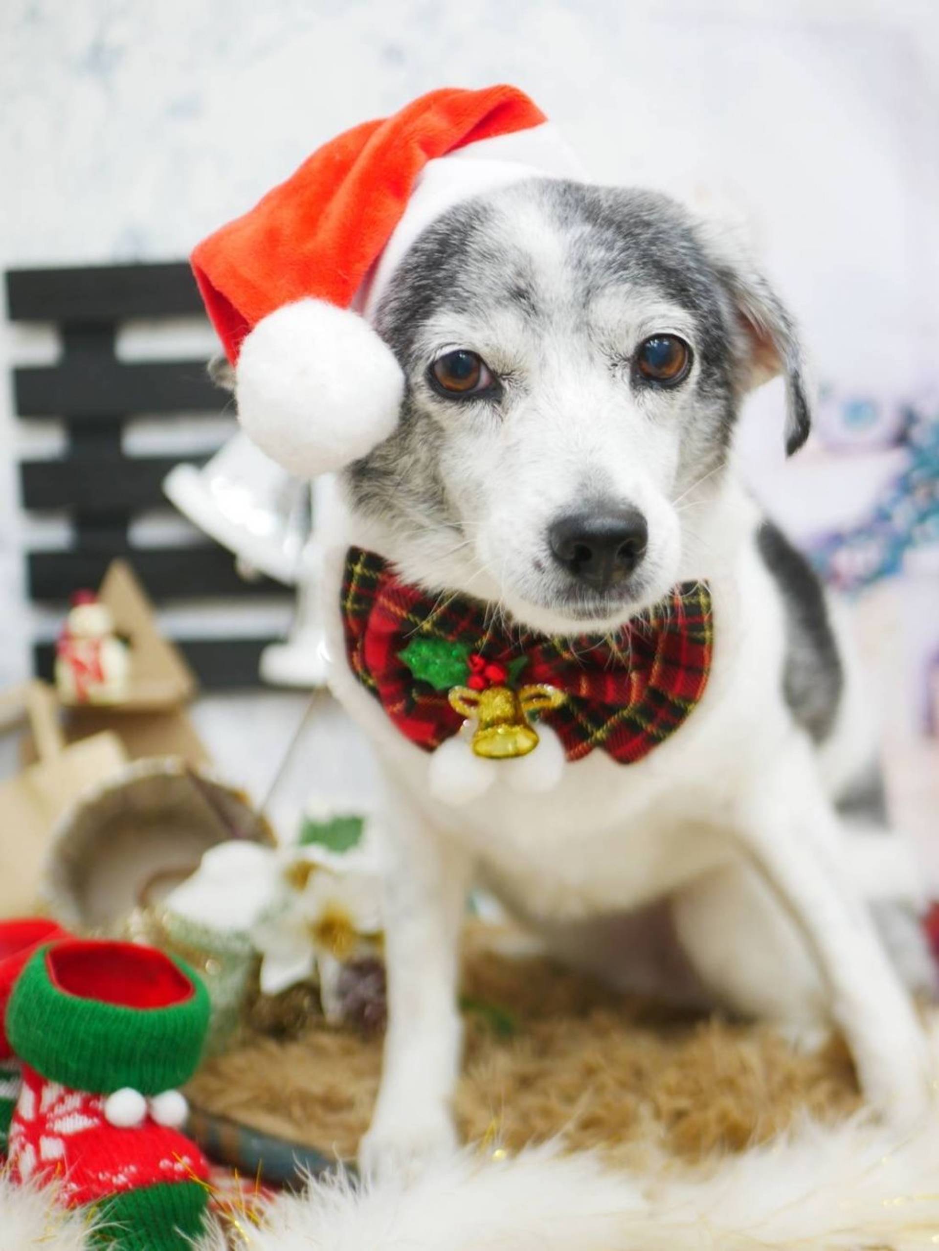 雑種（ミックス犬）・メスの里親募集の写真