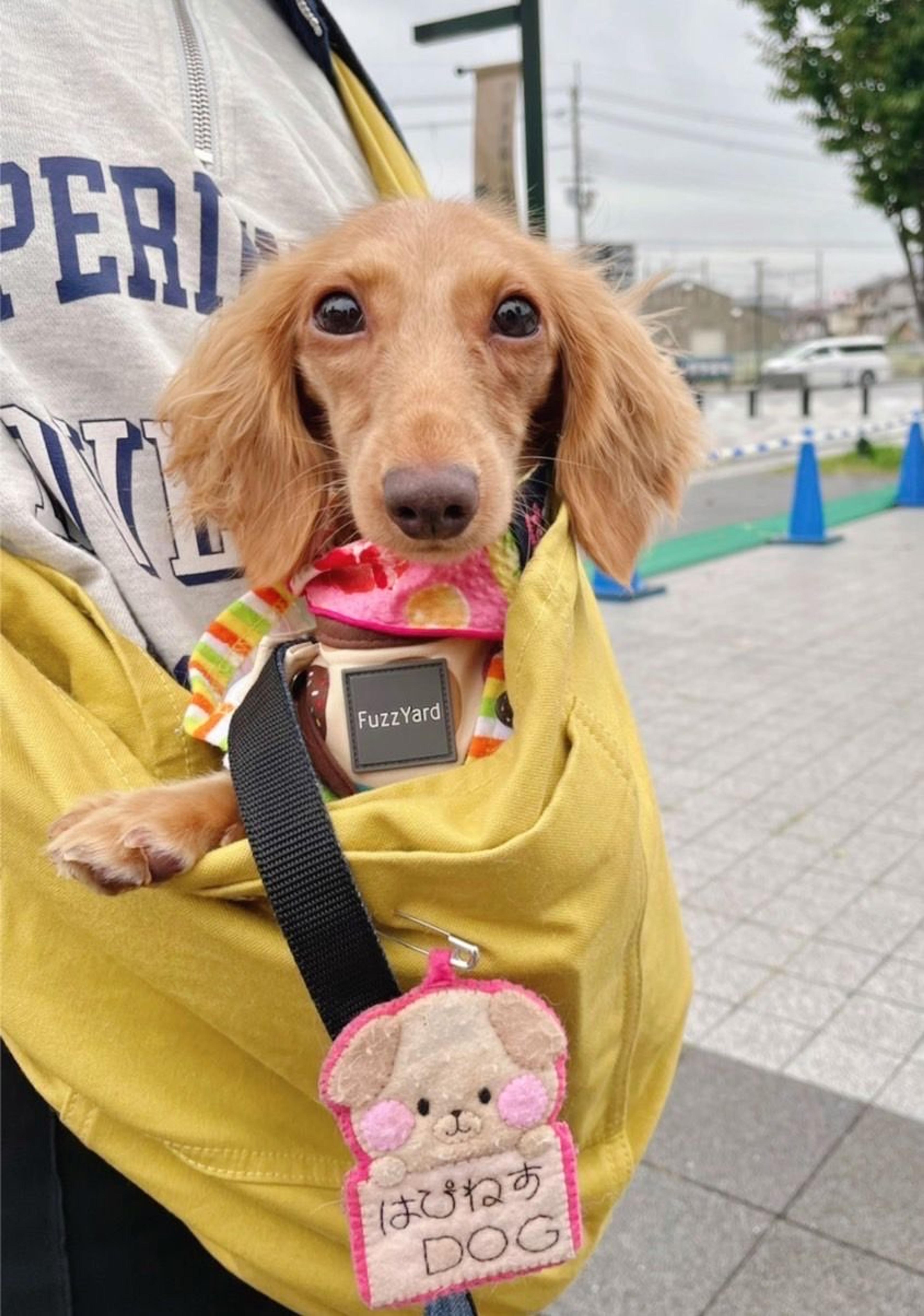 pet-image-2
