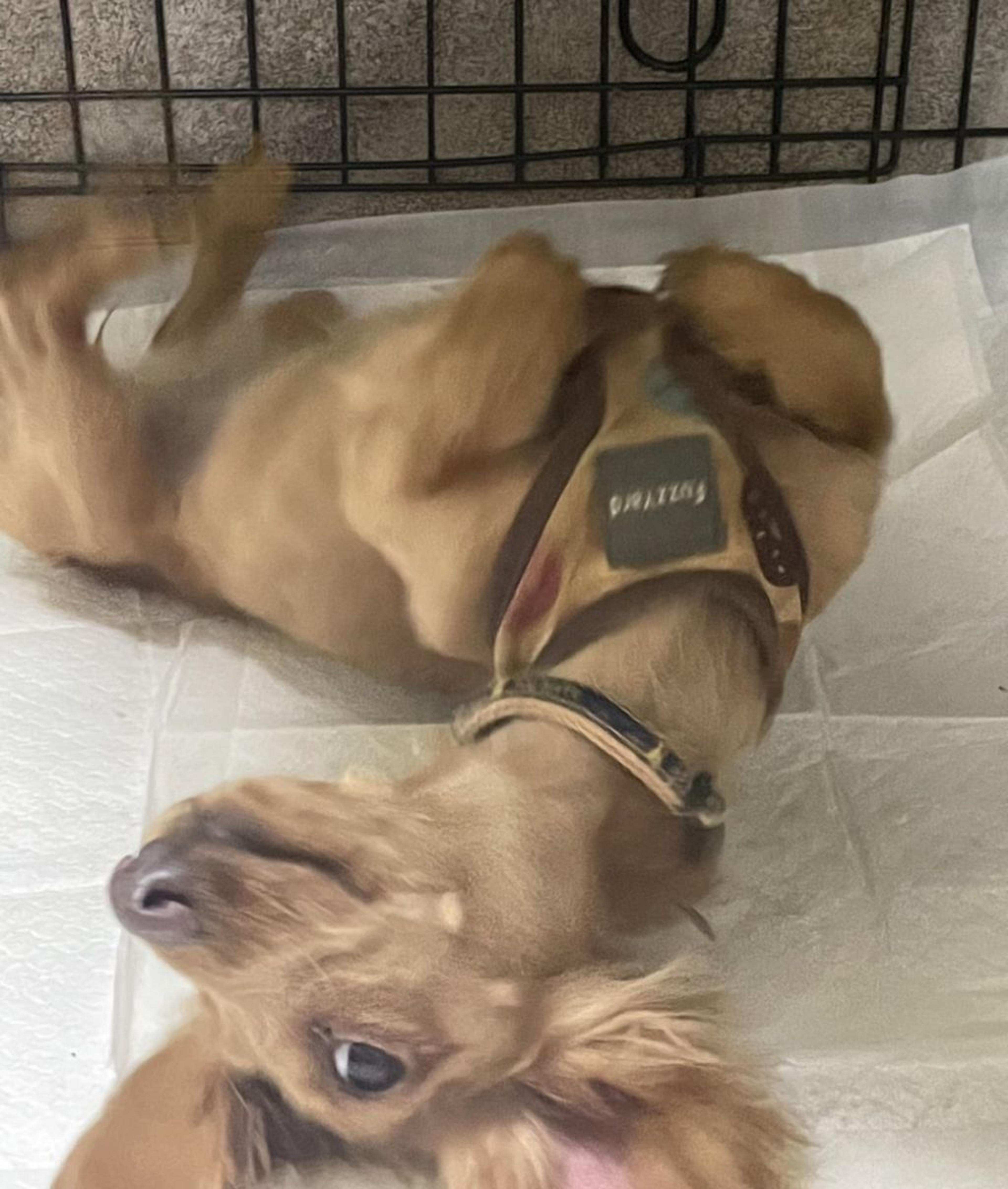 pet-image-3