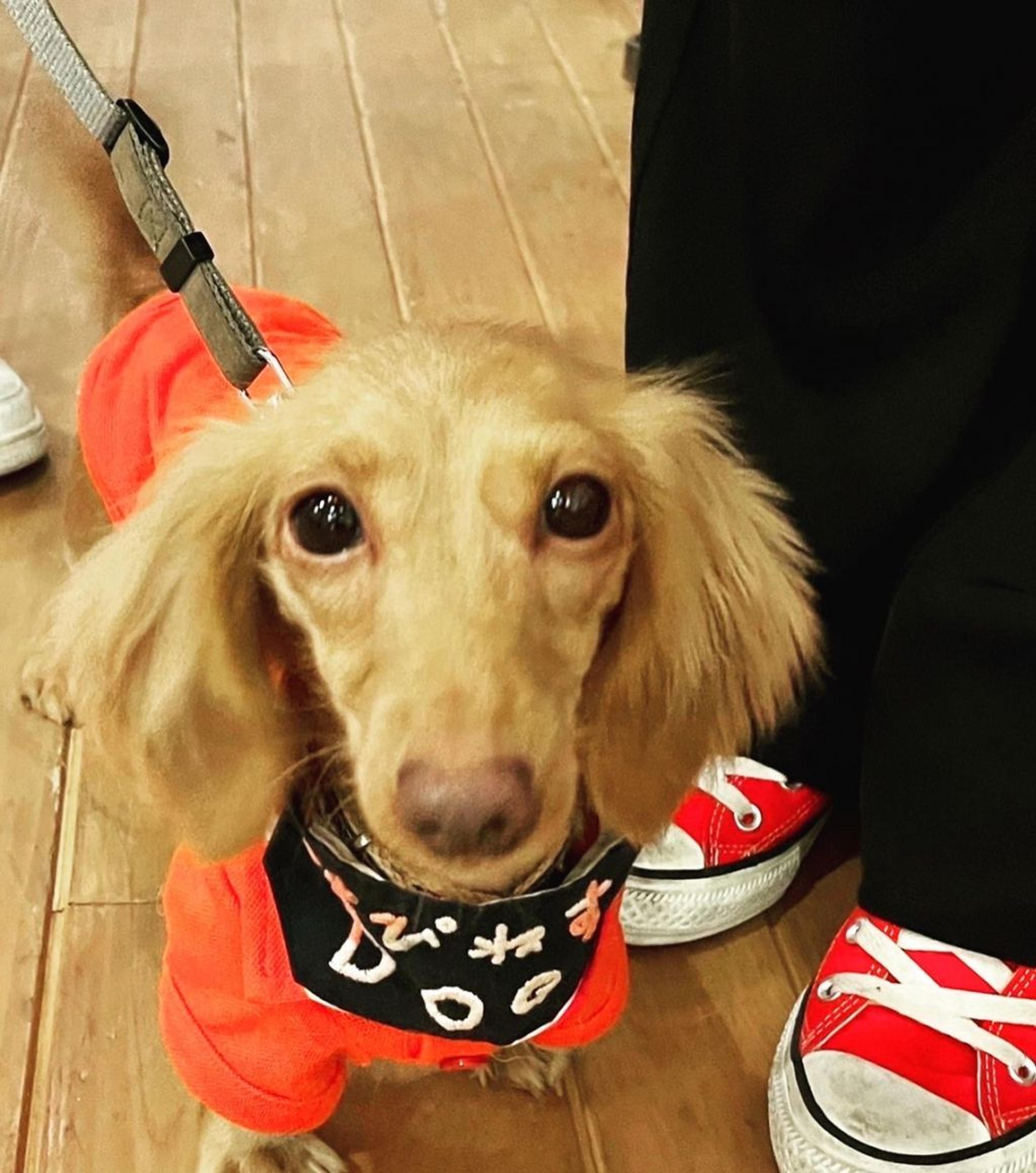 pet-image-5