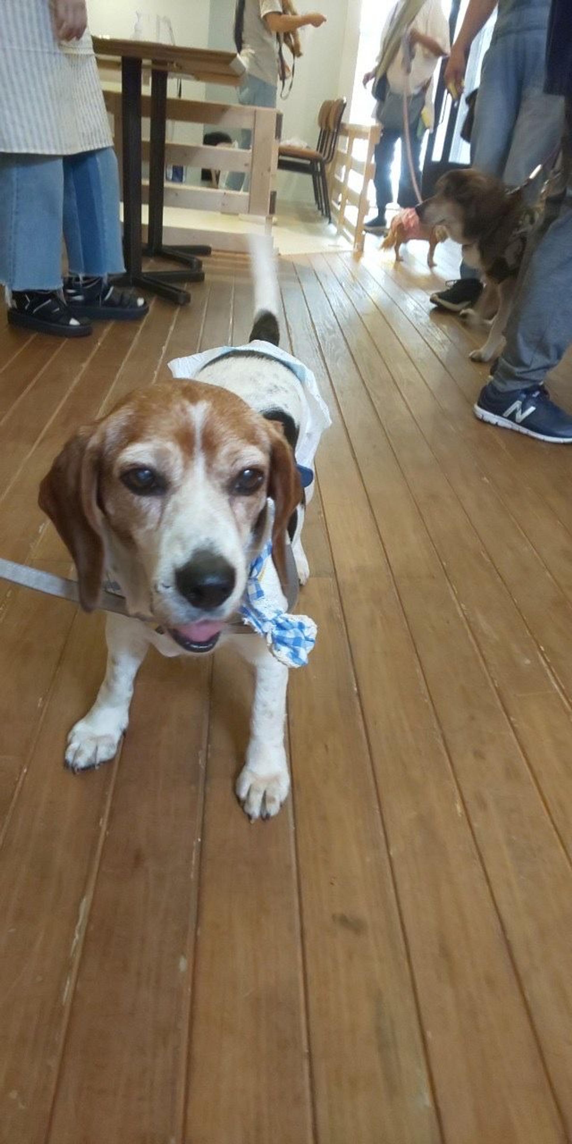 pet-image-6