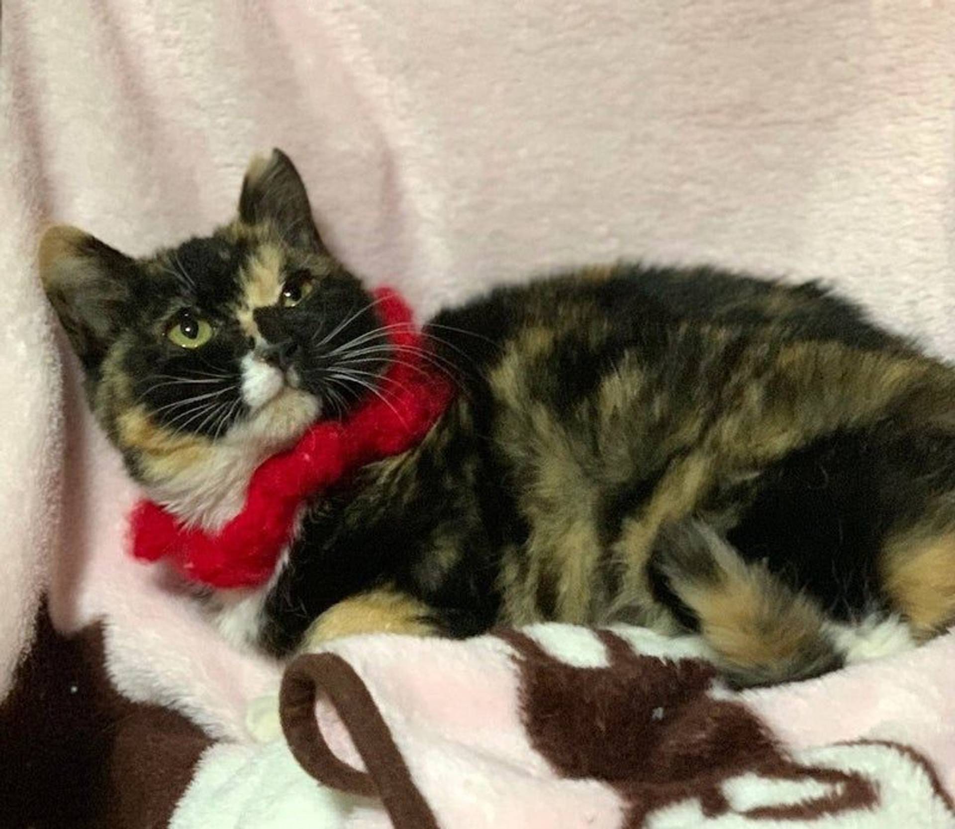 日本猫・メスの里親募集の写真