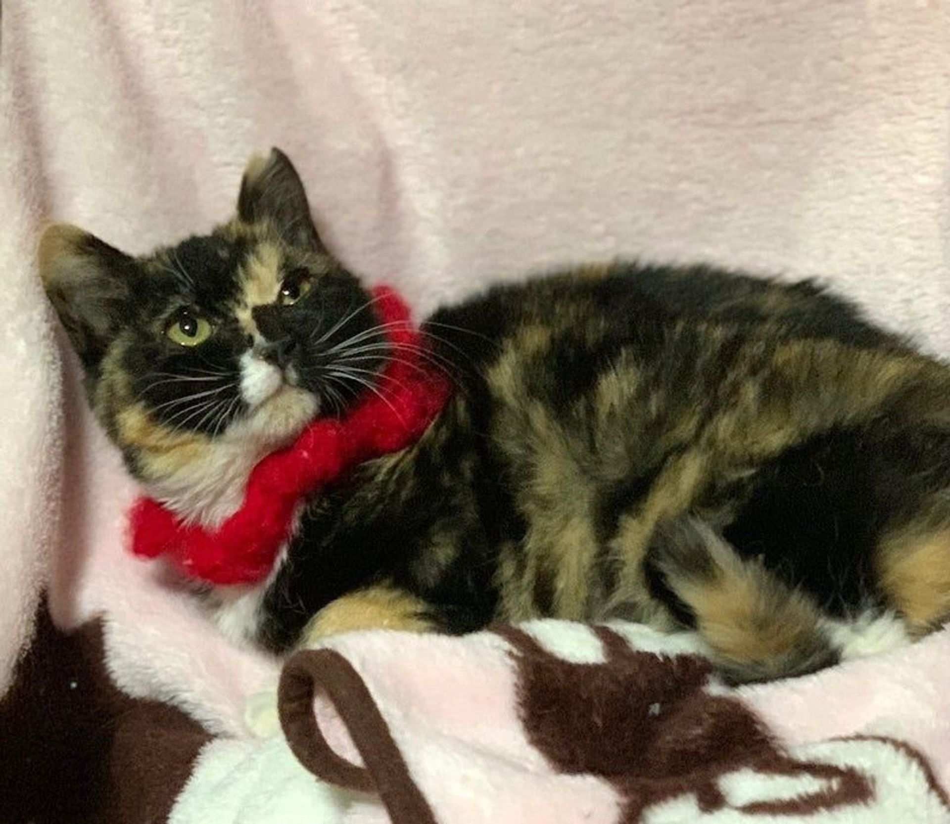 日本猫・メスの里親募集の写真