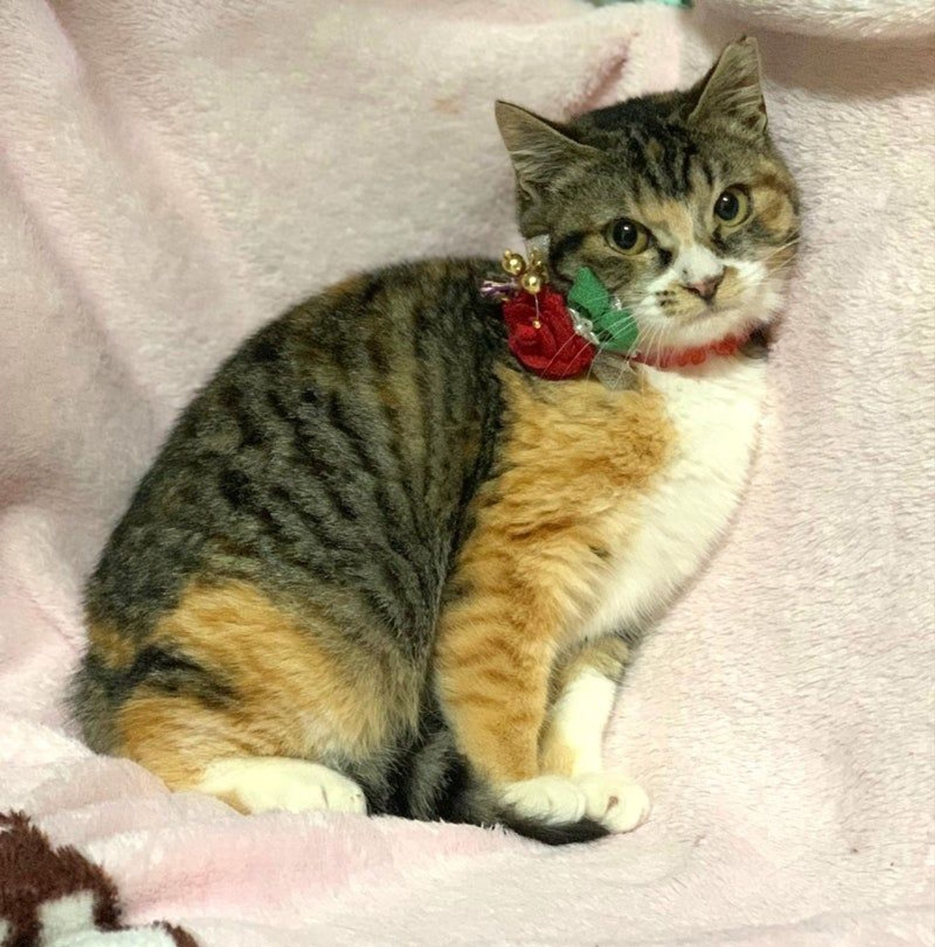 日本猫・メスの里親募集の写真
