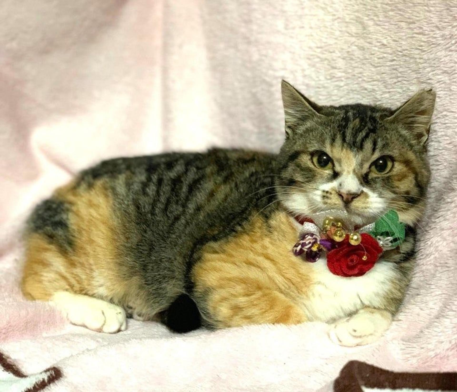pet-image-2