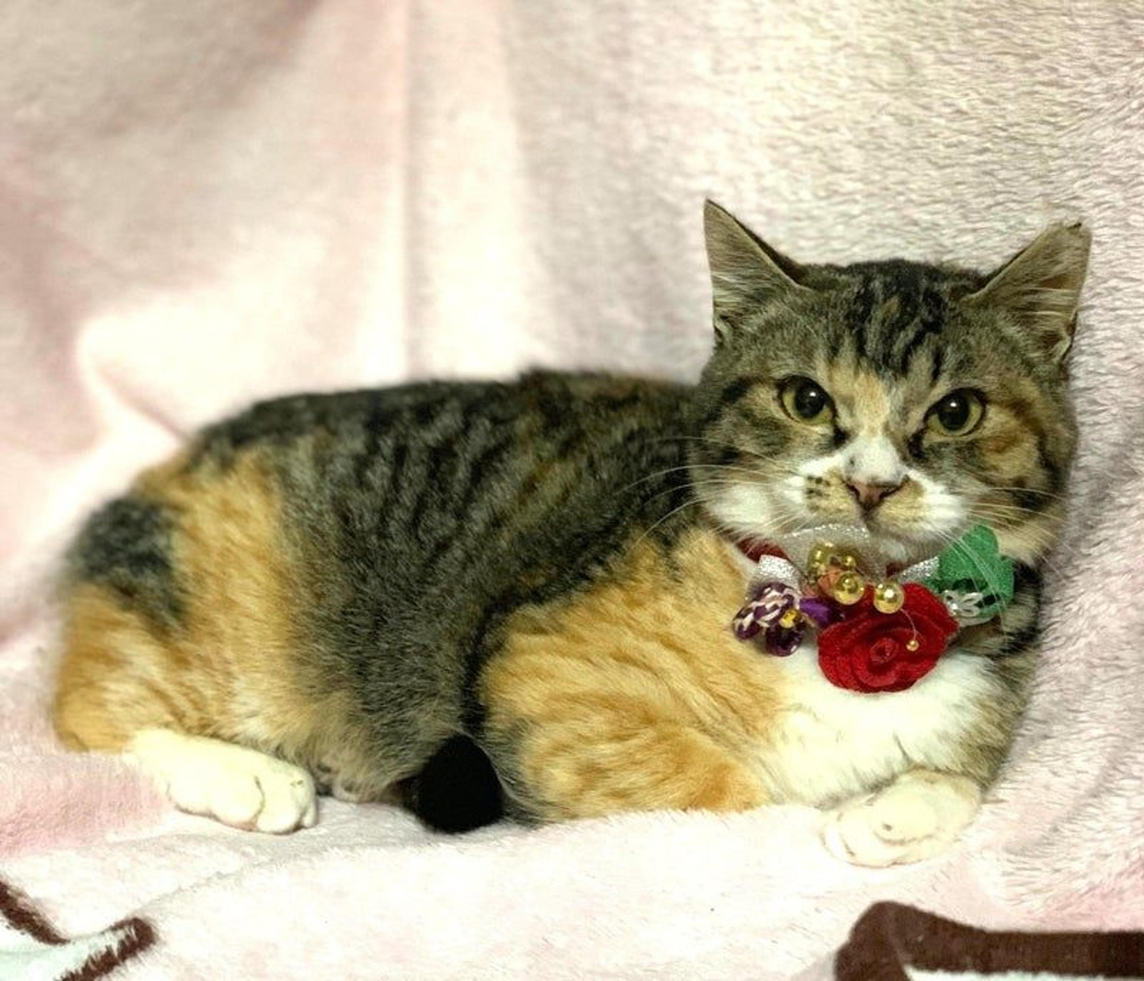 pet-image-2