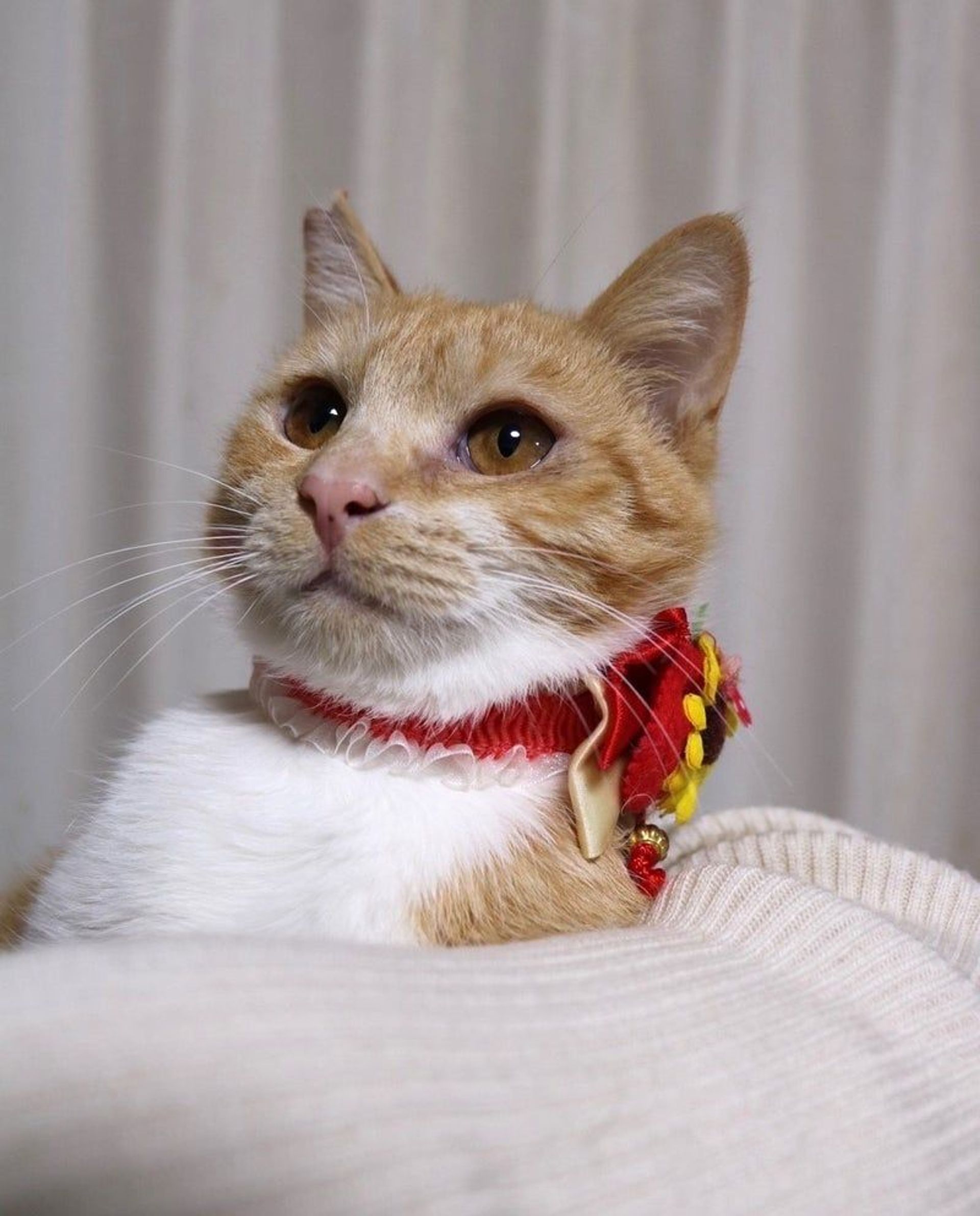 雑種（ミックス猫）・メスの里親募集の写真