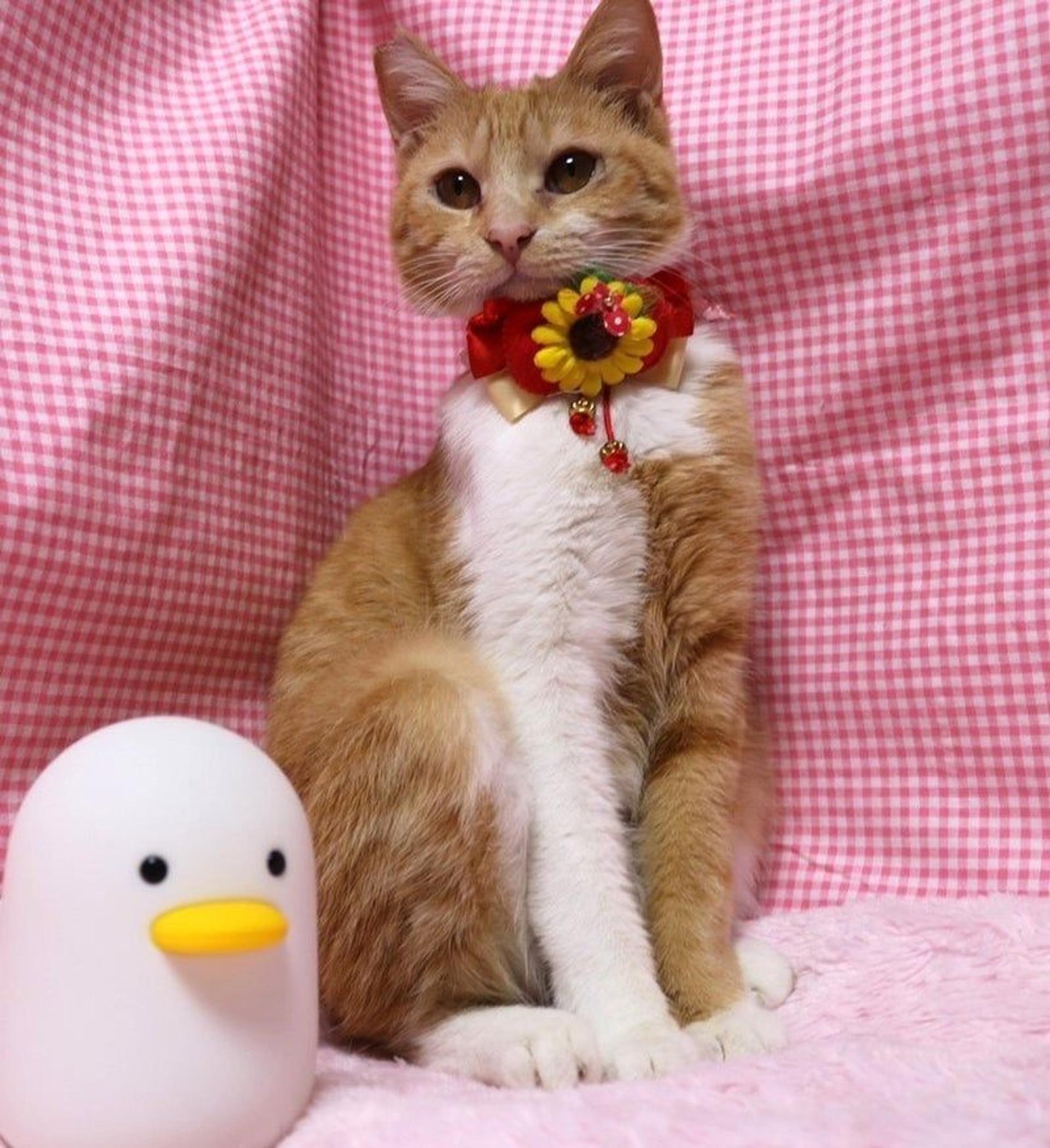 pet-image-2
