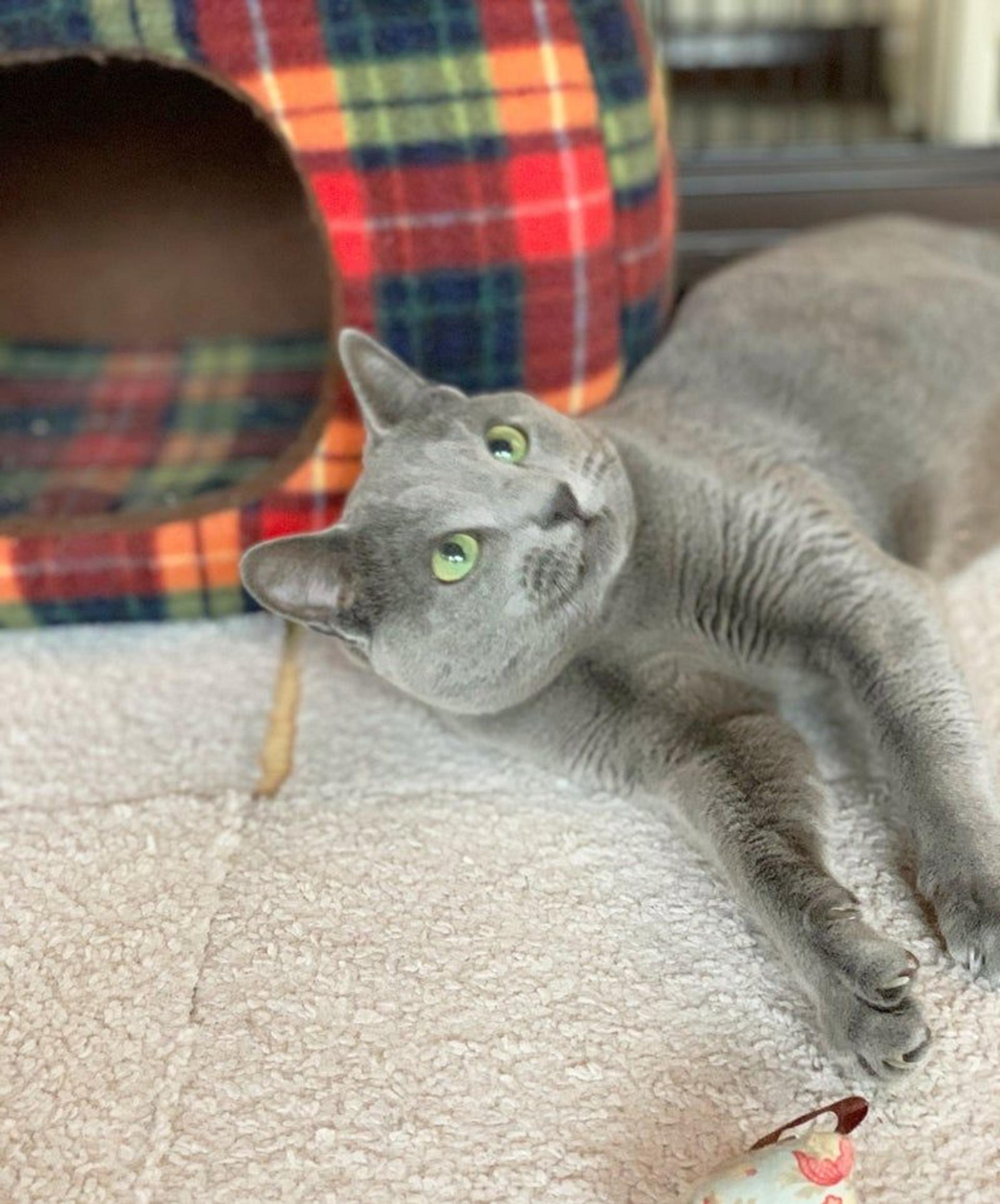 pet-image-2