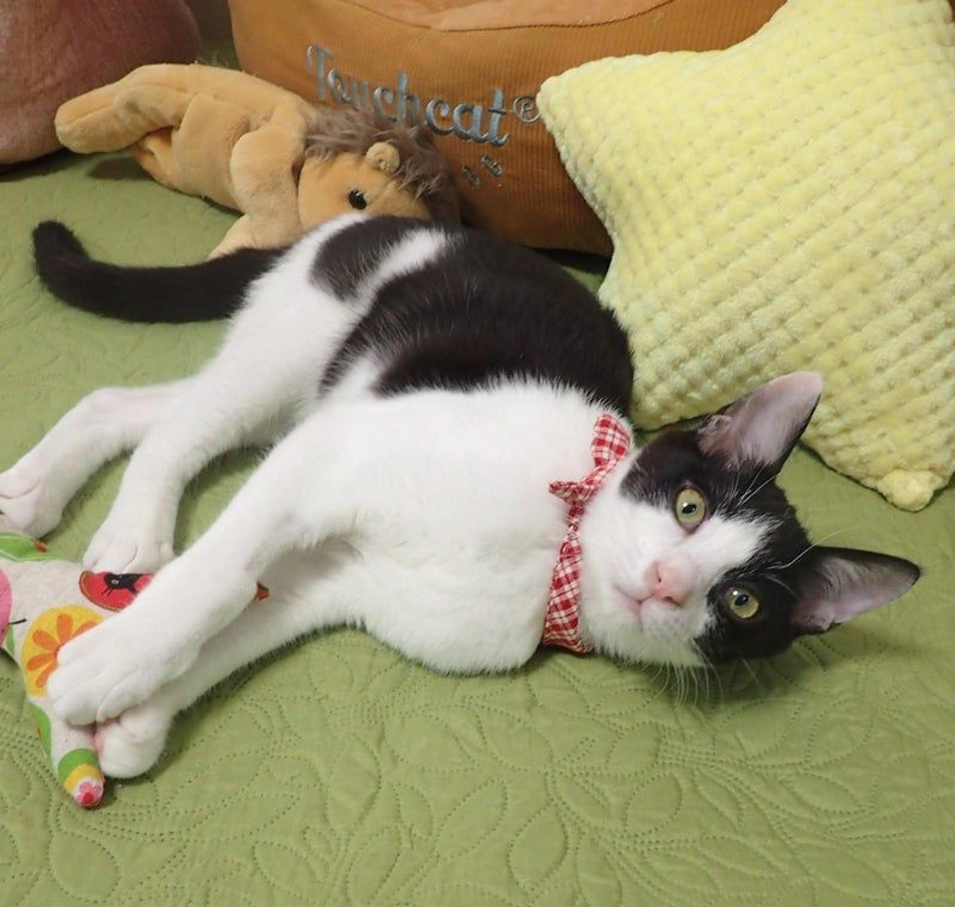 pet-image-2