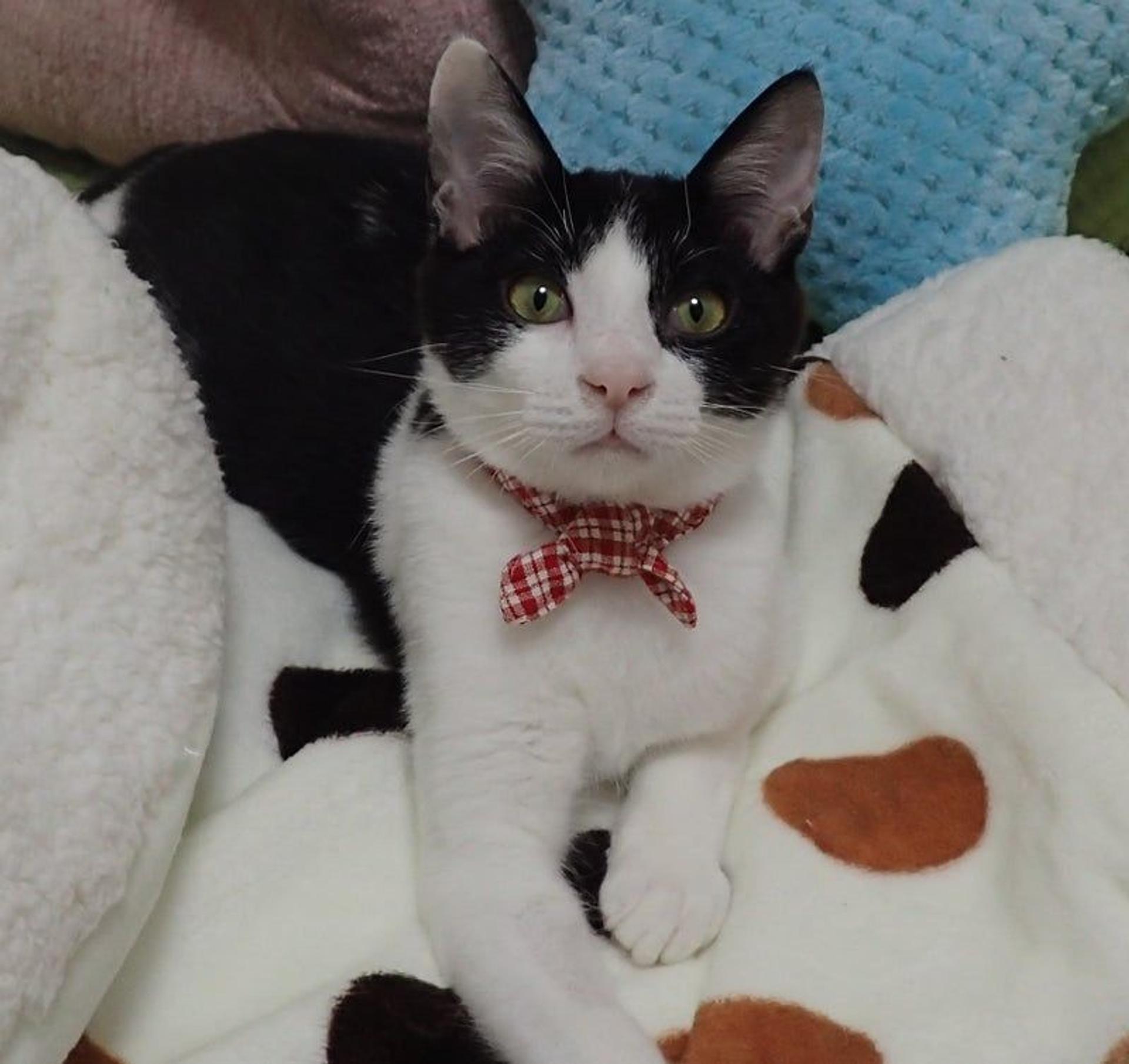 pet-image-3